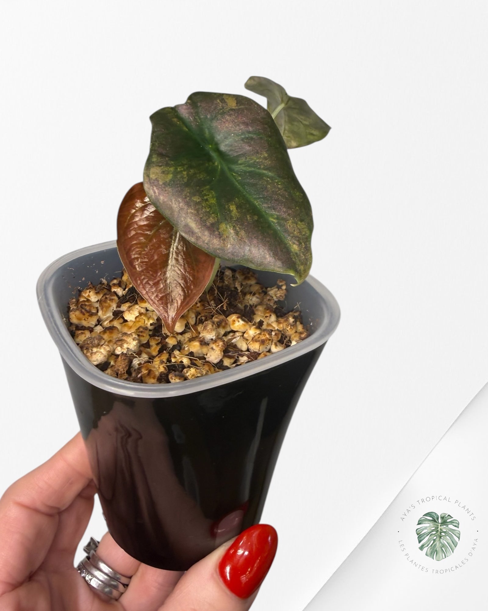 Alocasia Cuprea Golden Latte variegated