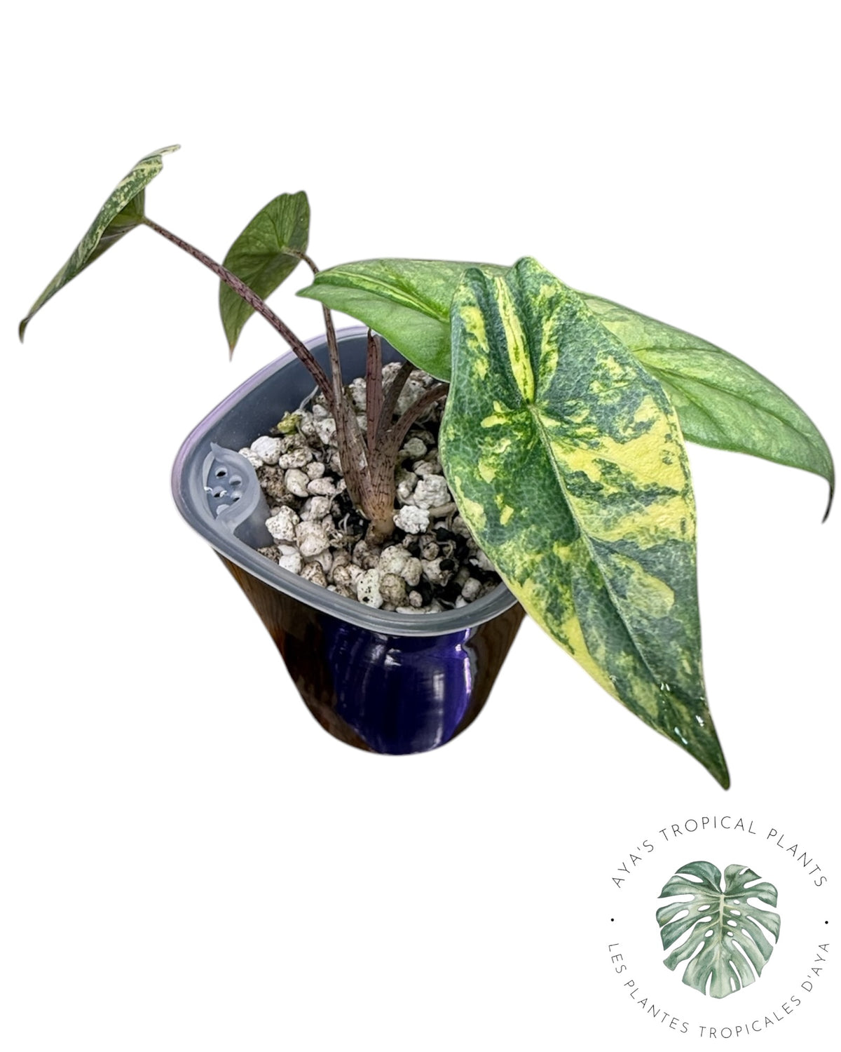 Alocasia Heterophylla Metallic  Aurea Variegated