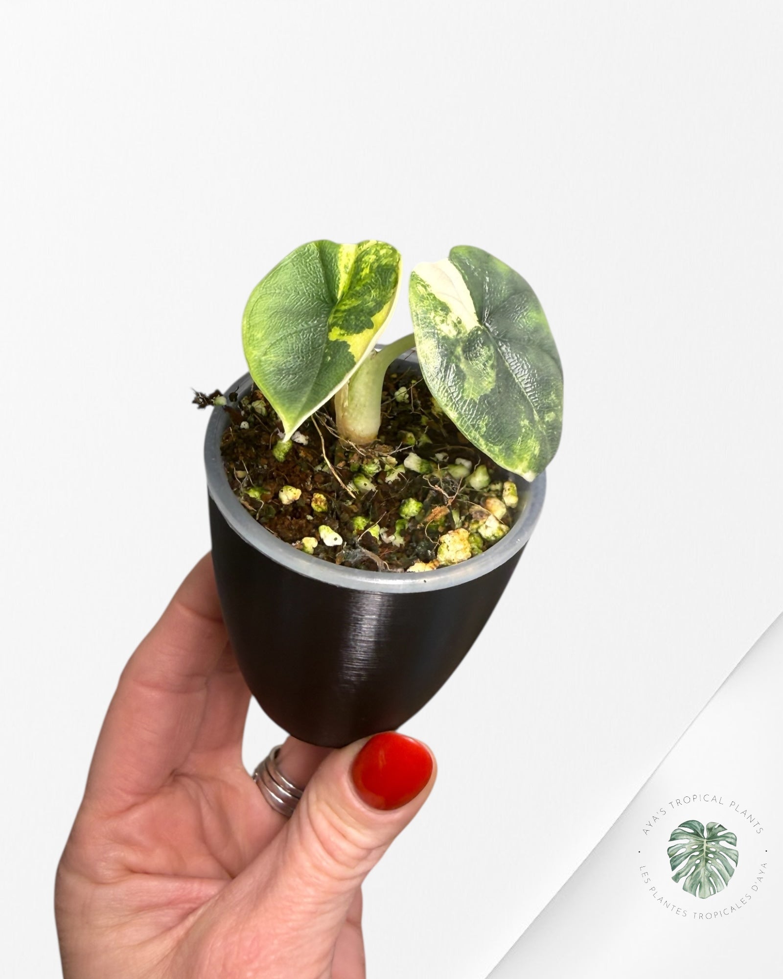 Alocasia Melo Variegated Aurea | Plante rare cultivée en culture tropicale | Plantes tropicales d'Aya