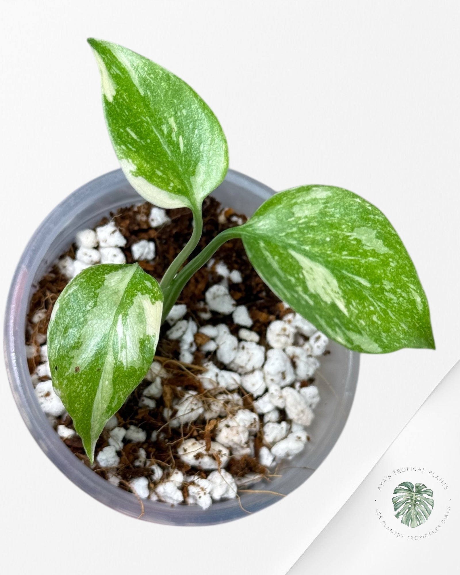 Monstera Thai Constellation Creme | Rare TC Plant | Aya's Tropical Plants