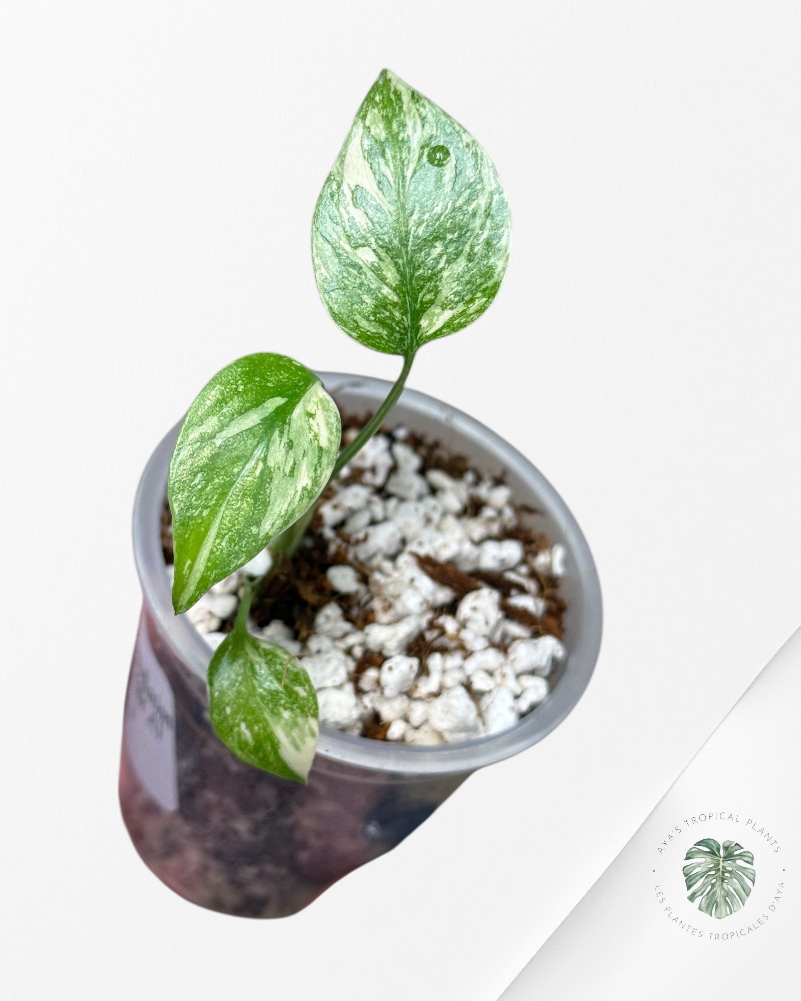 Monstera Thai Constellation Creme Brûlée| Rare TC Plant | Aya's Tropical Plants