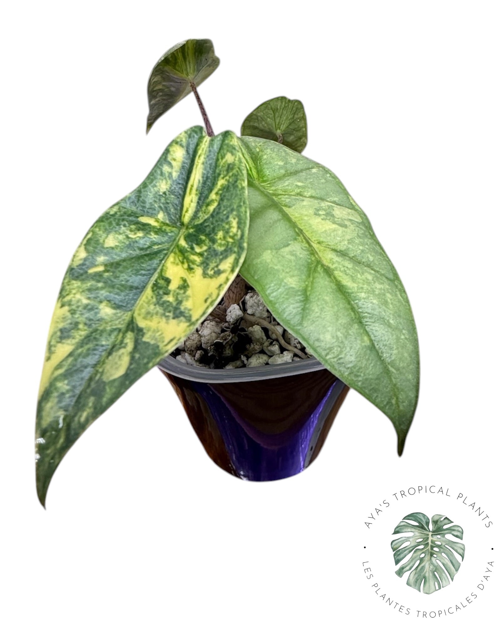 Alocasia Heterophylla Metallic  Aurea Variegated