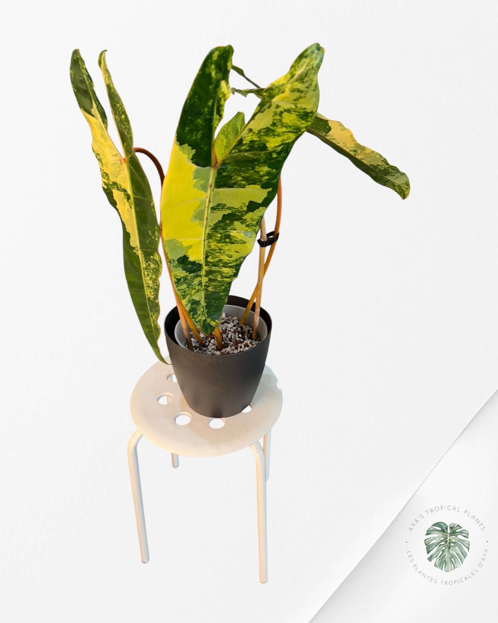 Philodendron Billietiae Variegated