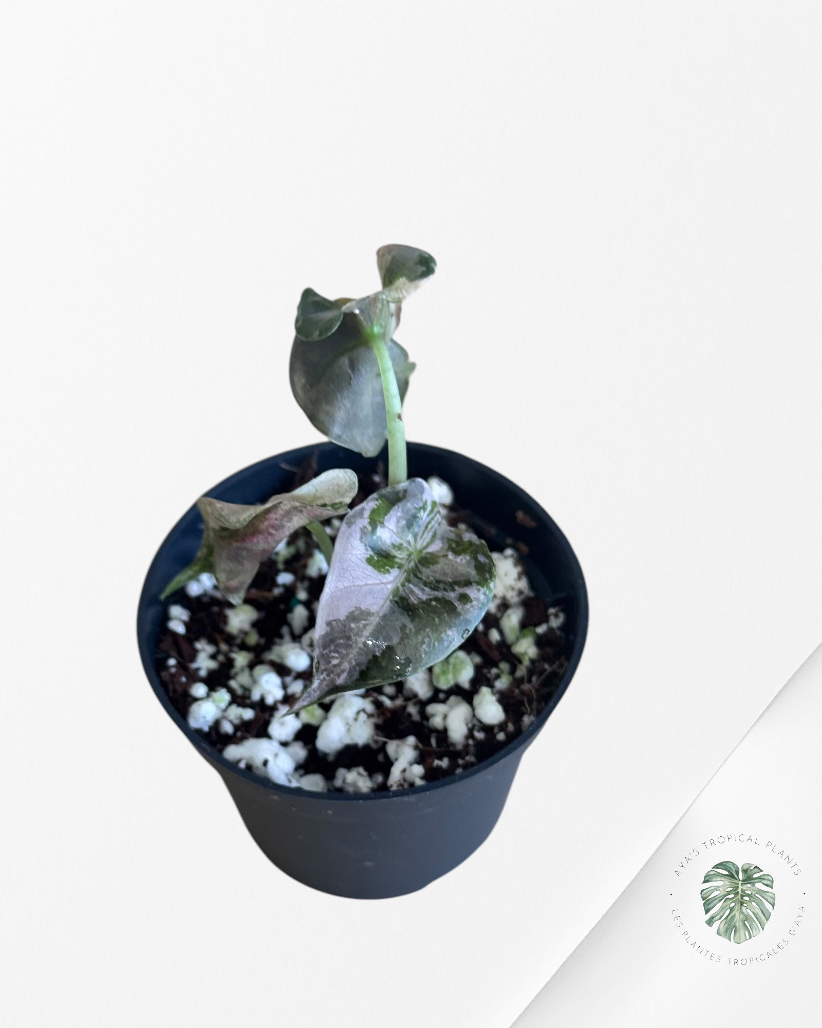 Alocasia Polly Variegata (Pink A Grade）- ME
