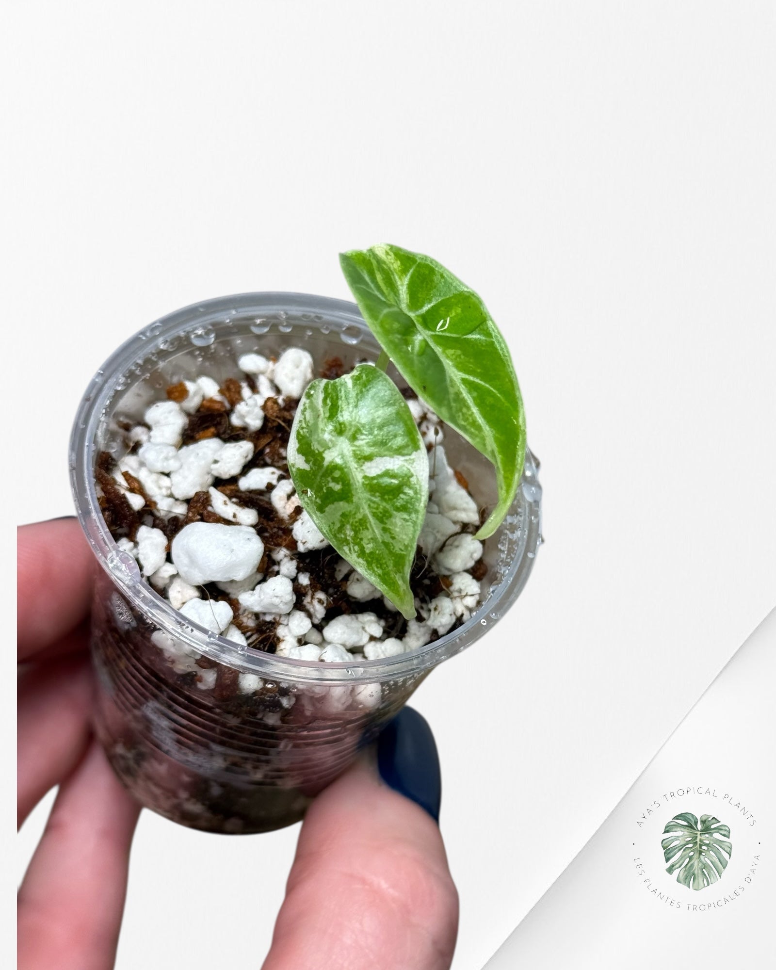 Alocasia Watsoniana Doff. Pink Variegated |Rare TC Plant| Aya's Tropical Plants