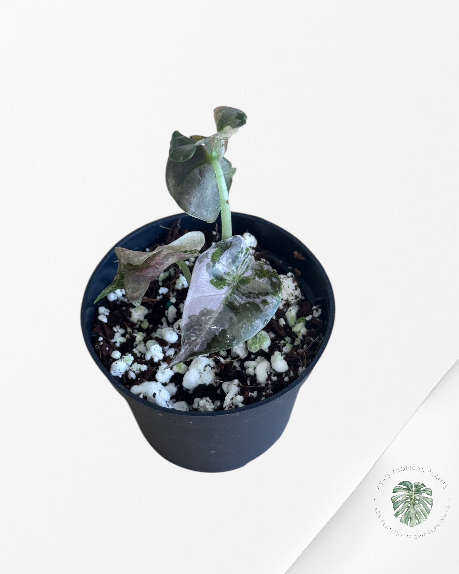 Alocasia Polly Variegata (Pink A Grade）- ME