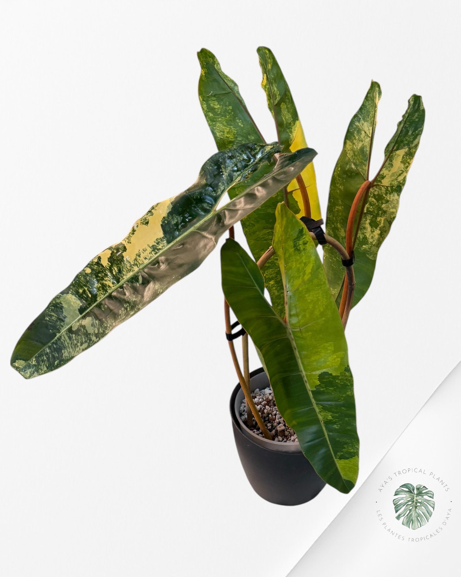 Philodendron Billietiae Variegated