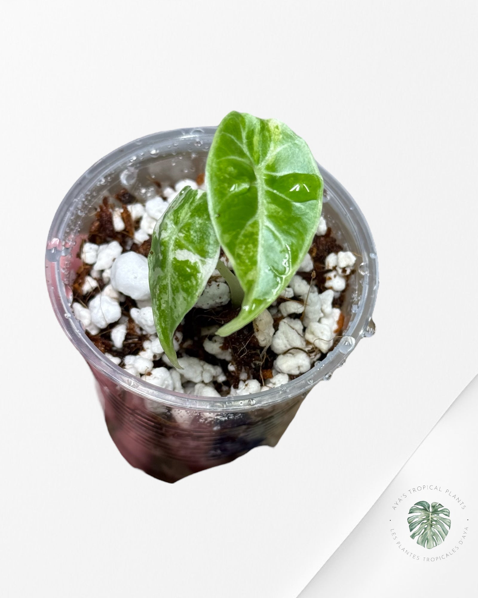 Alocasia Watsoniana Doff. Pink Variegated |Rare TC Plant| Aya's Tropical Plants