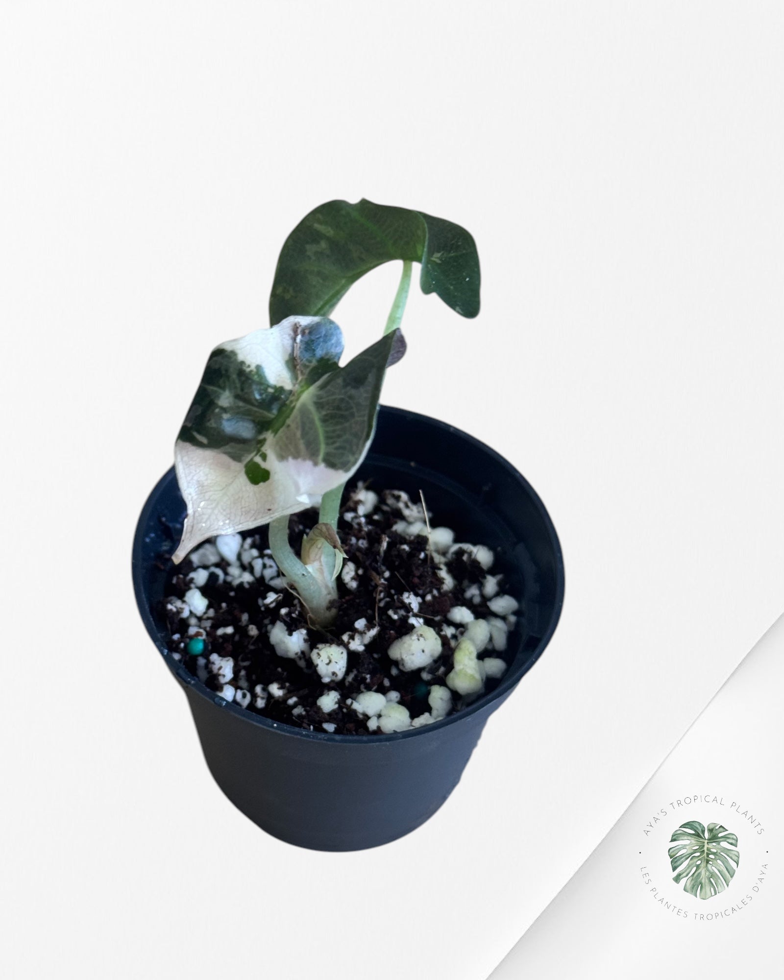 Alocasia Polly Variegata (Pink A Grade）- ME1