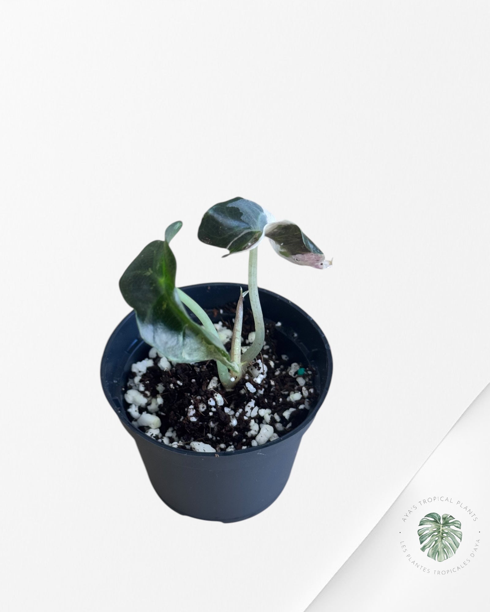 Alocasia Polly Variegata (Pink A Grade）- ME1
