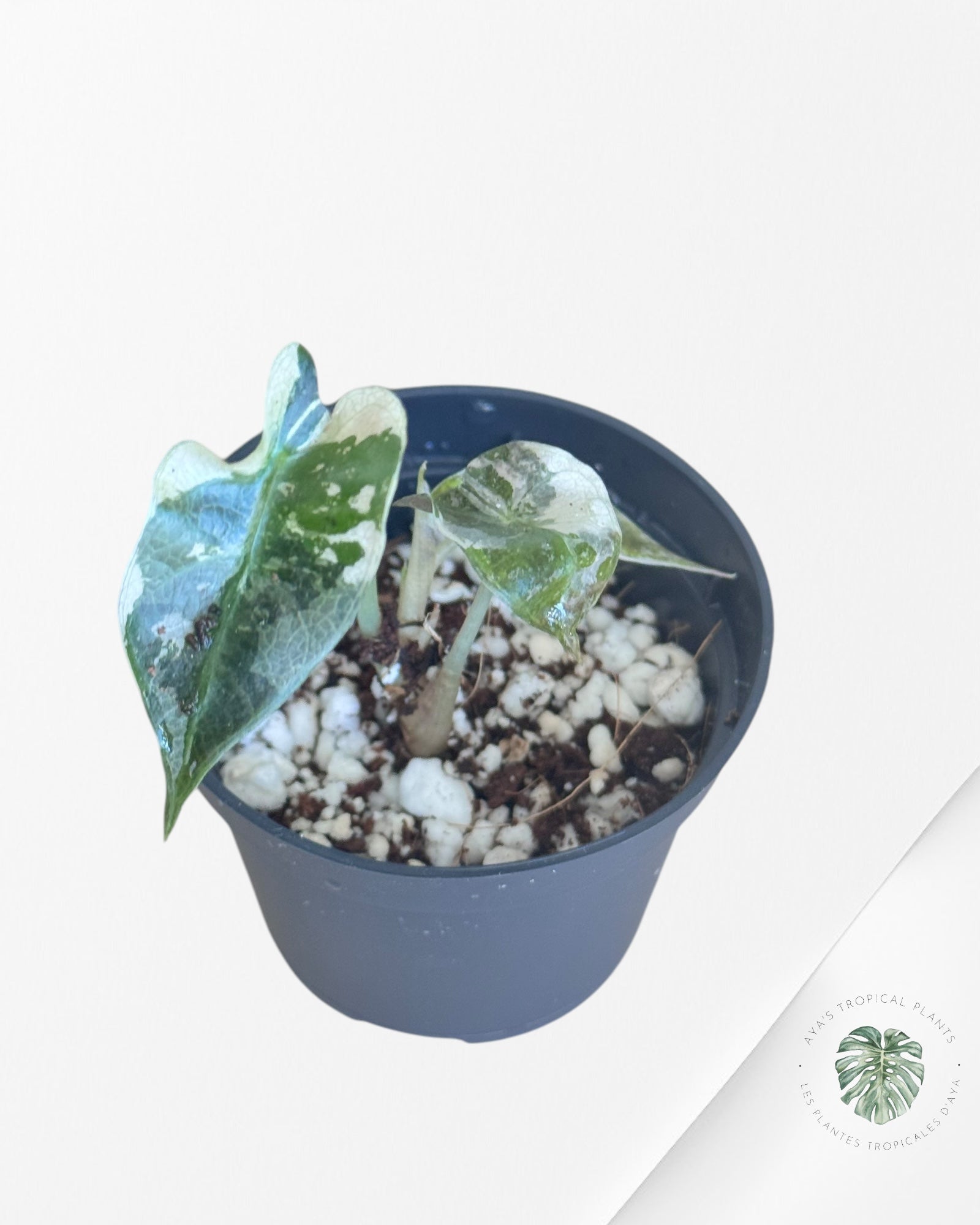 Alocasia Polly Variegata (Pink A Grade）- ME2