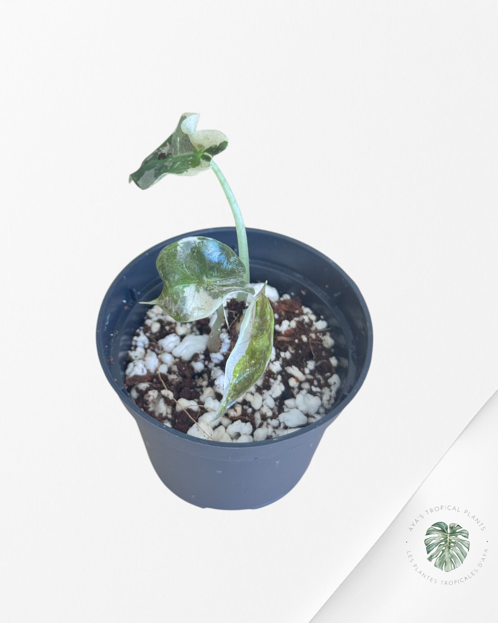 Alocasia Polly Variegata (Pink A Grade）- ME2