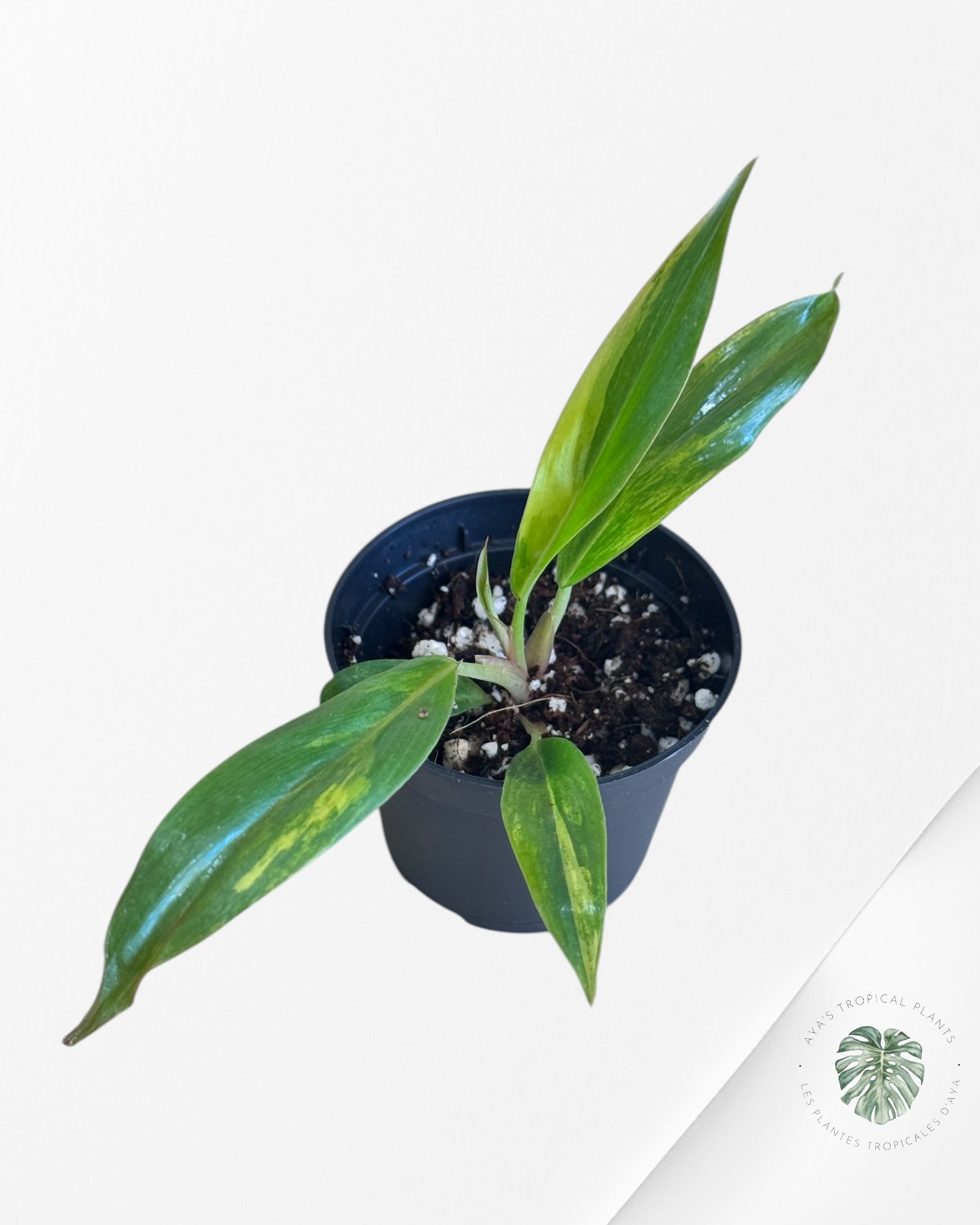 Philodendron Caramel Marble-ME
