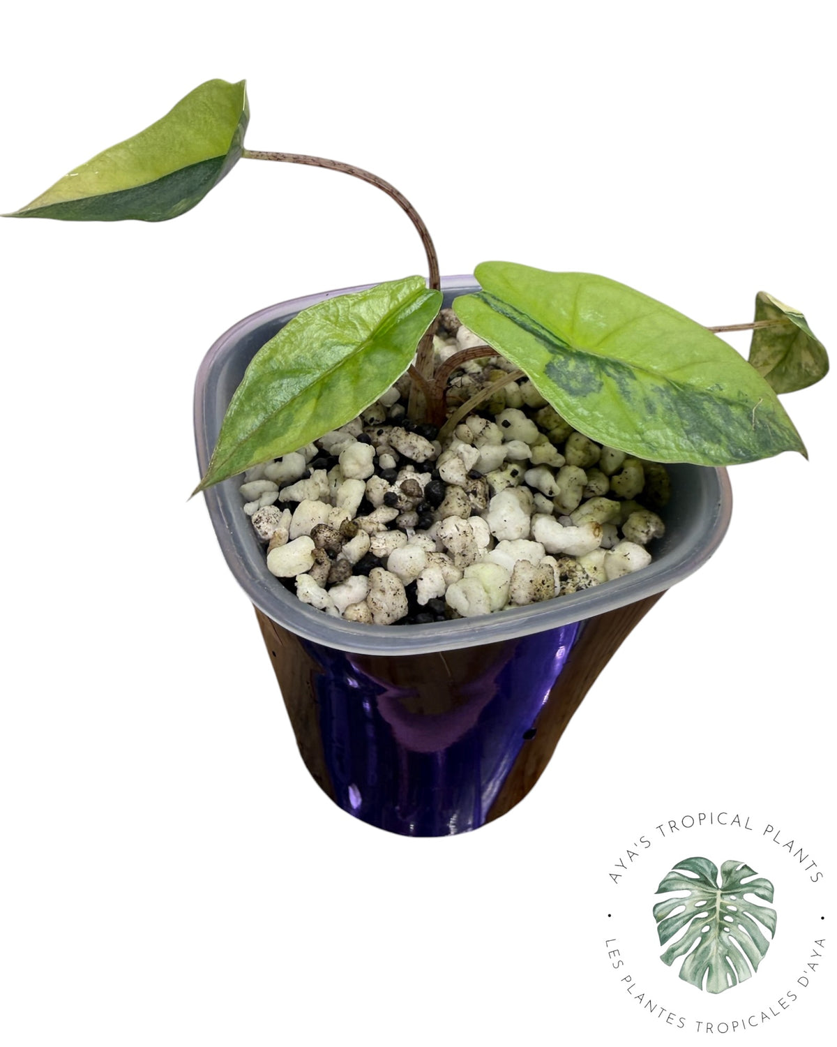 Alocasia Heterophylla Metallic  Blue Aurea Variegated