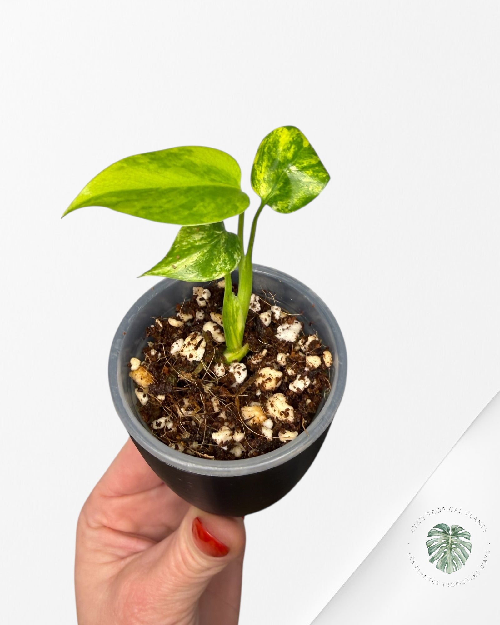 Monstera Deliciosa 'Yellow Marilyn'