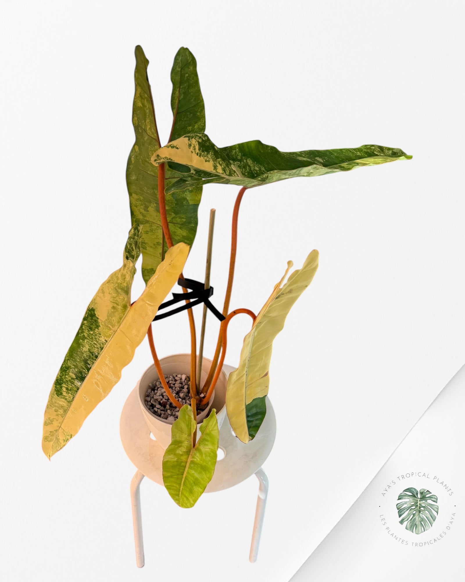Philodendron Billietiae Variegated-PBV1