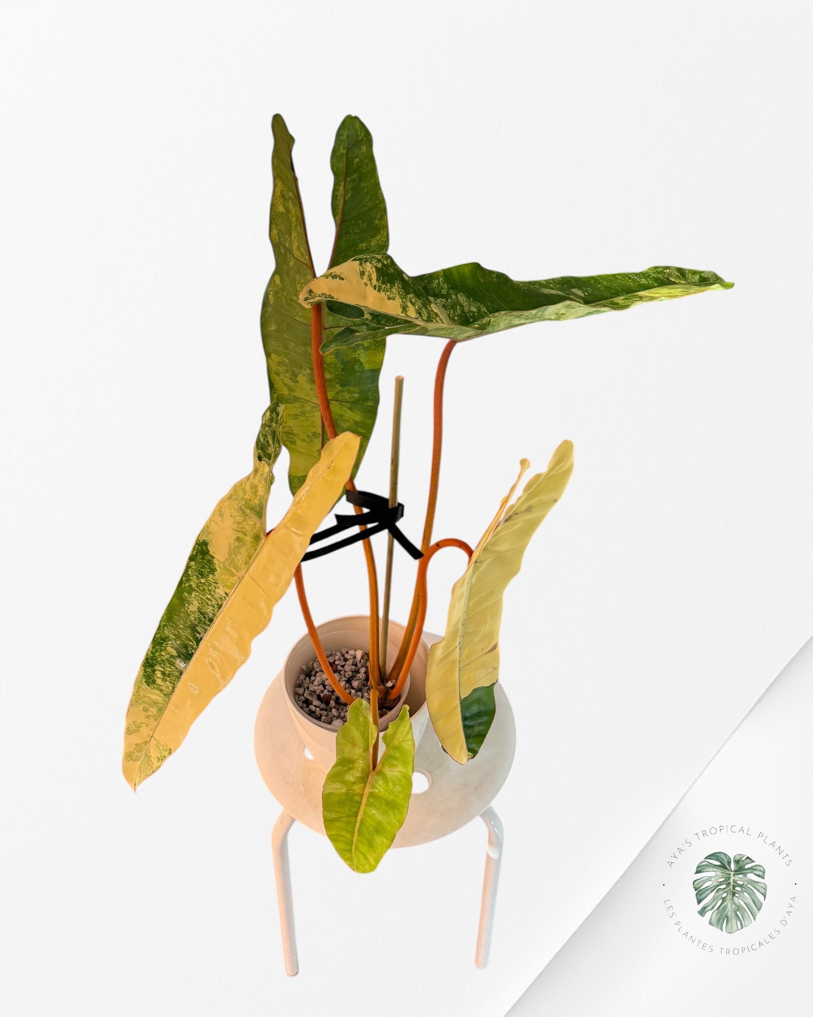 Philodendron Billietiae Variegated-PBV1