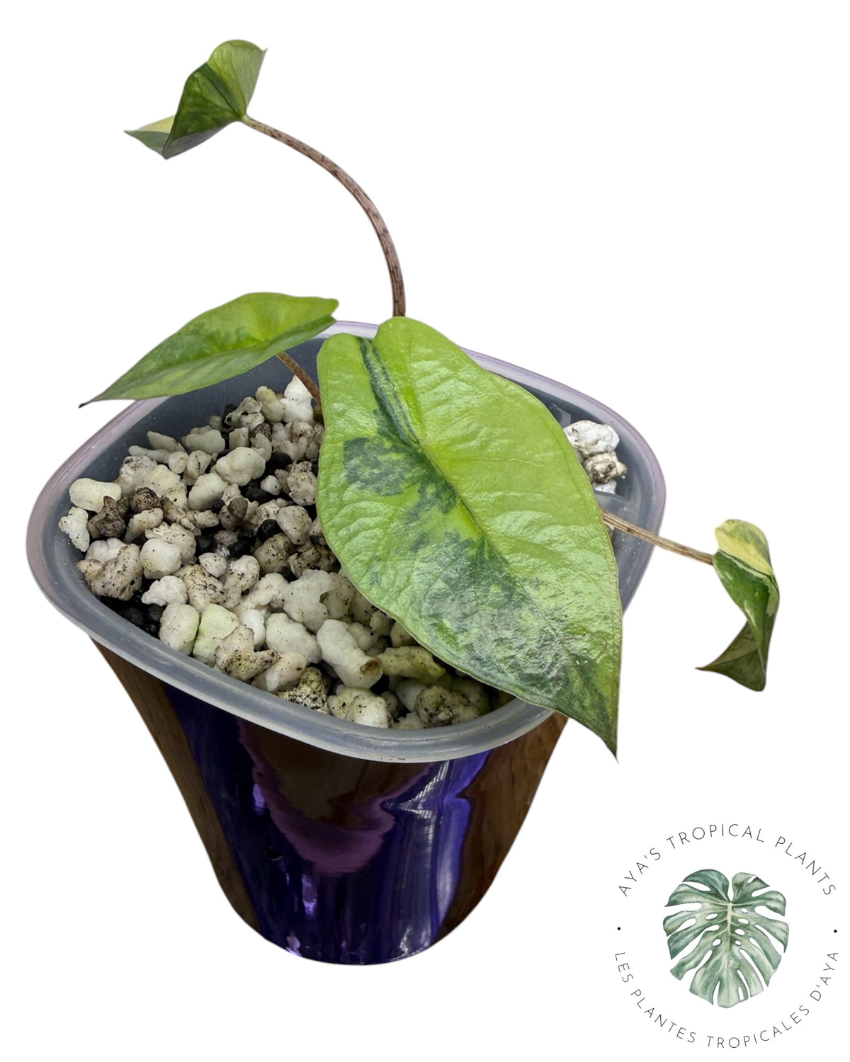 Alocasia Heterophylla Metallic  Blue Aurea Variegated