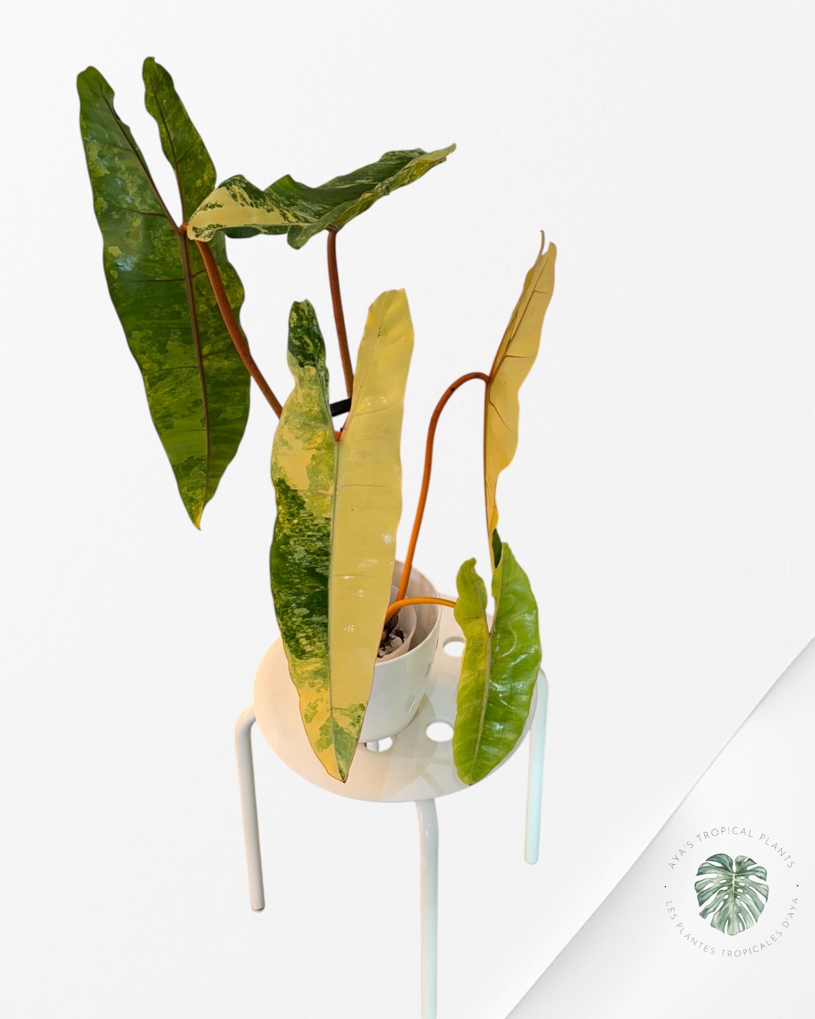 Philodendron Billietiae Variegated-PBV1