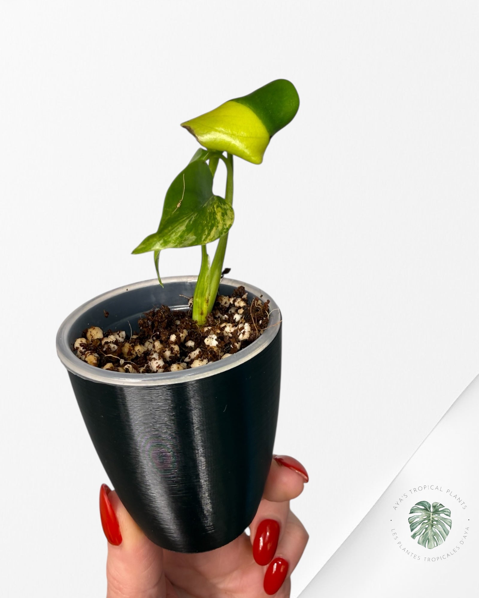 Monstera Deliciosa 'Yellow Marilyn'