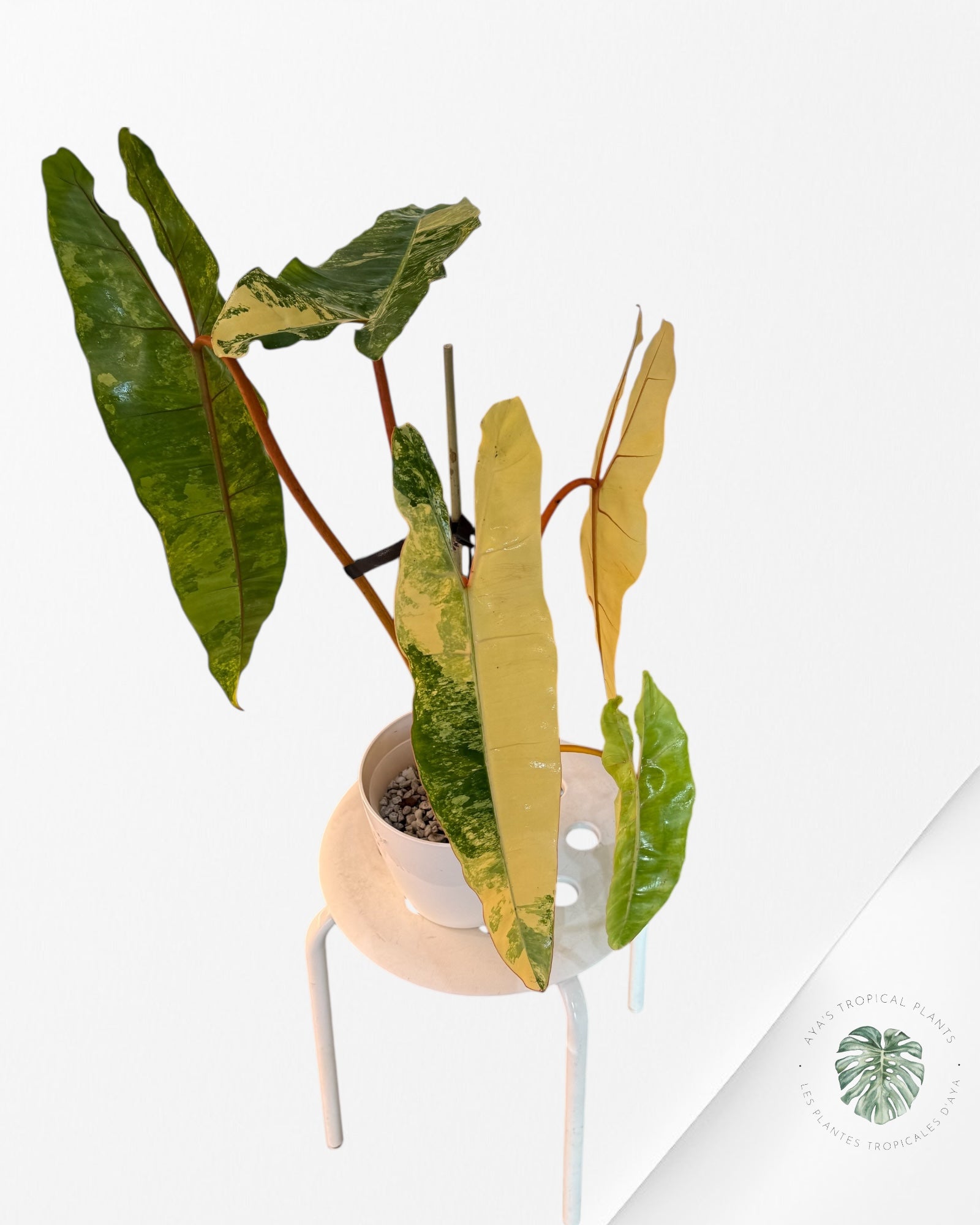 Philodendron Billietiae Variegated-PBV1