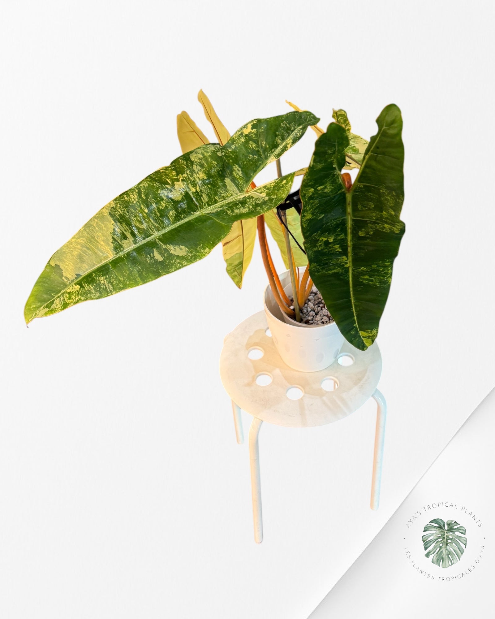 Philodendron Billietiae Variegated-PBV1
