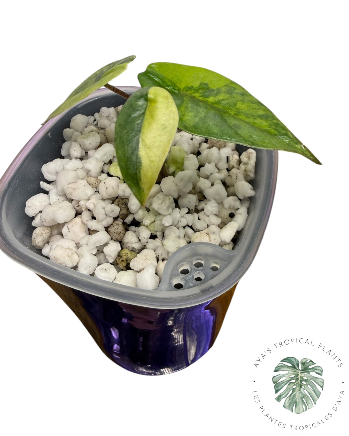 Alocasia Heterophylla Metallic Blue Aurea Panaché