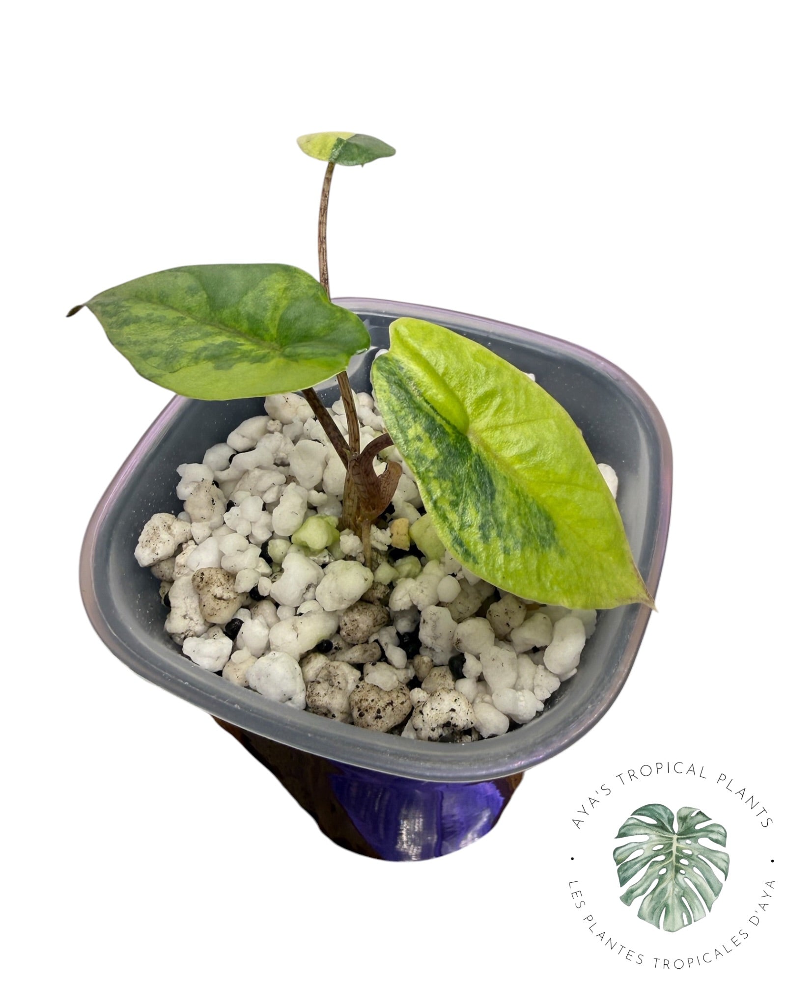 Alocasia Heterophylla Metallic Blue Aurea Panaché