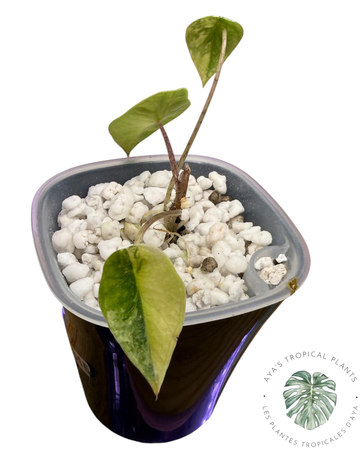 Alocasia Heterophylla Metallic  Blue Aurea Variegated