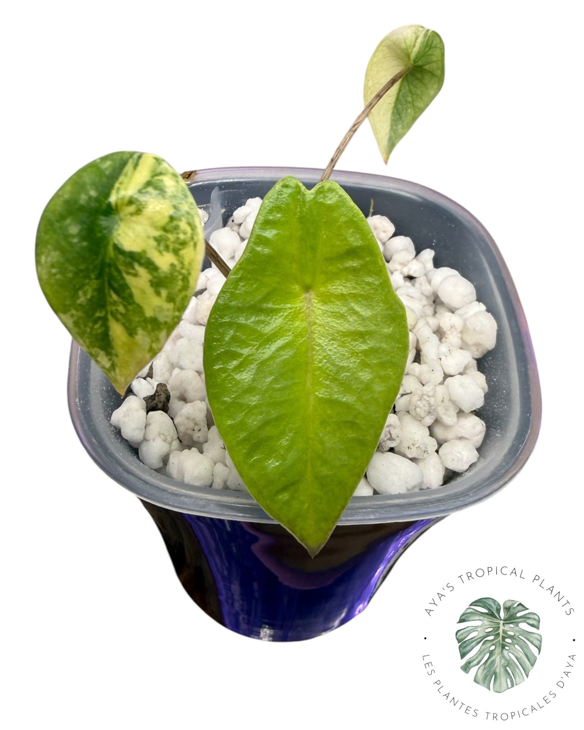 Alocasia Heterophylla Metallic  Blue Aurea Variegated