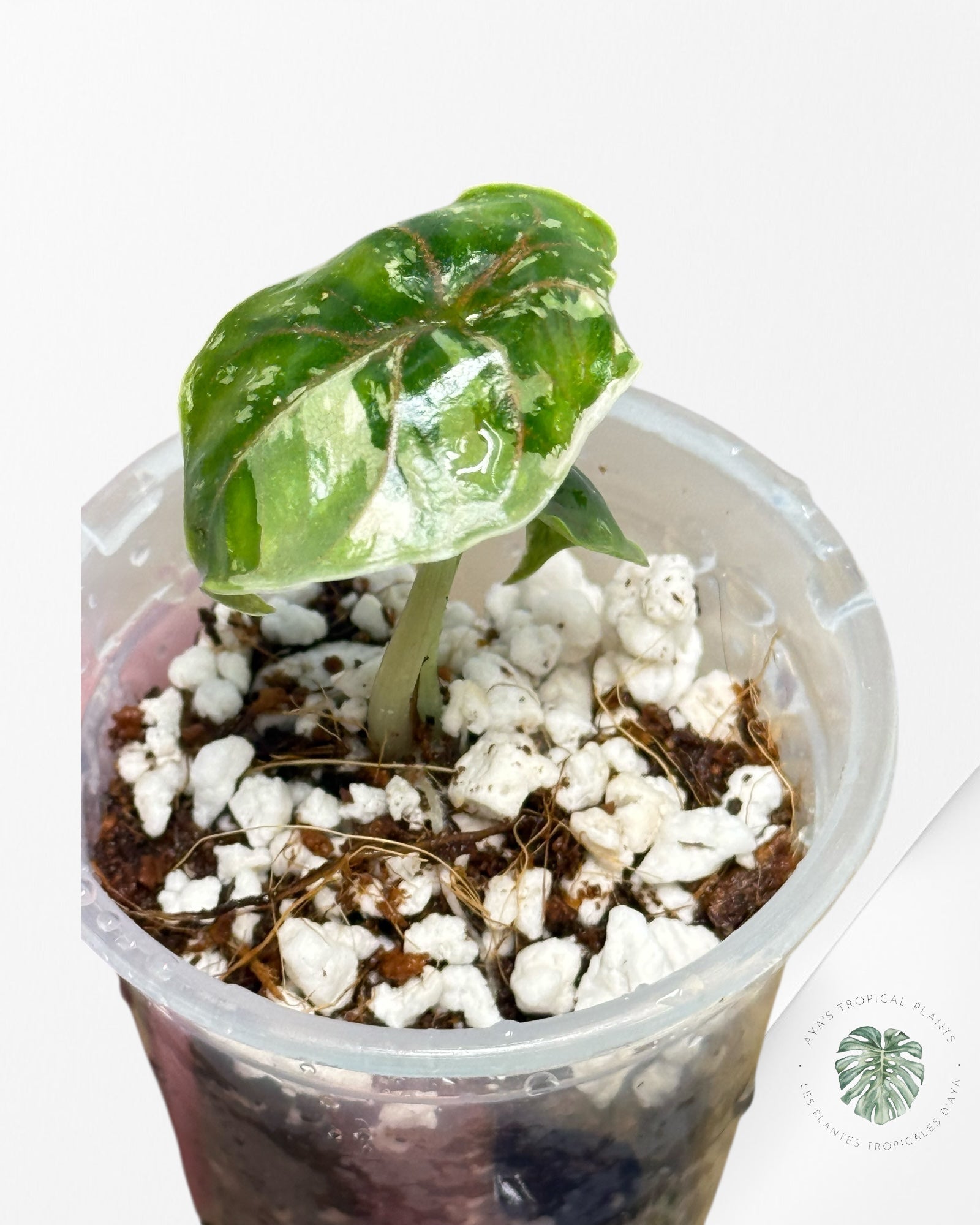 Alocasia Azlanii Variegated Pink| Rare TC Plant| Aya's Tropical Plants