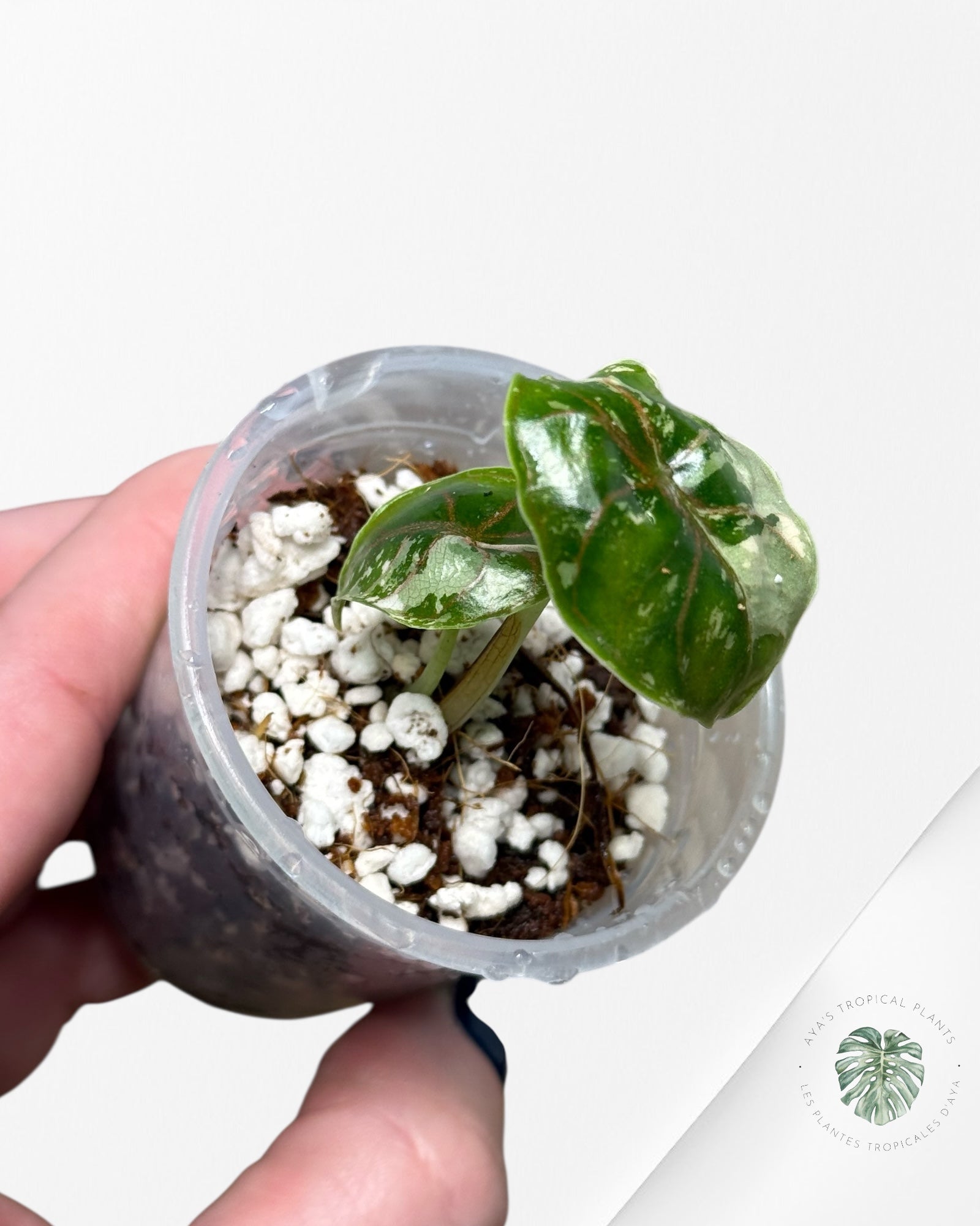 Alocasia Azlanii Variegated Pink| Rare TC Plant| Aya's Tropical Plants