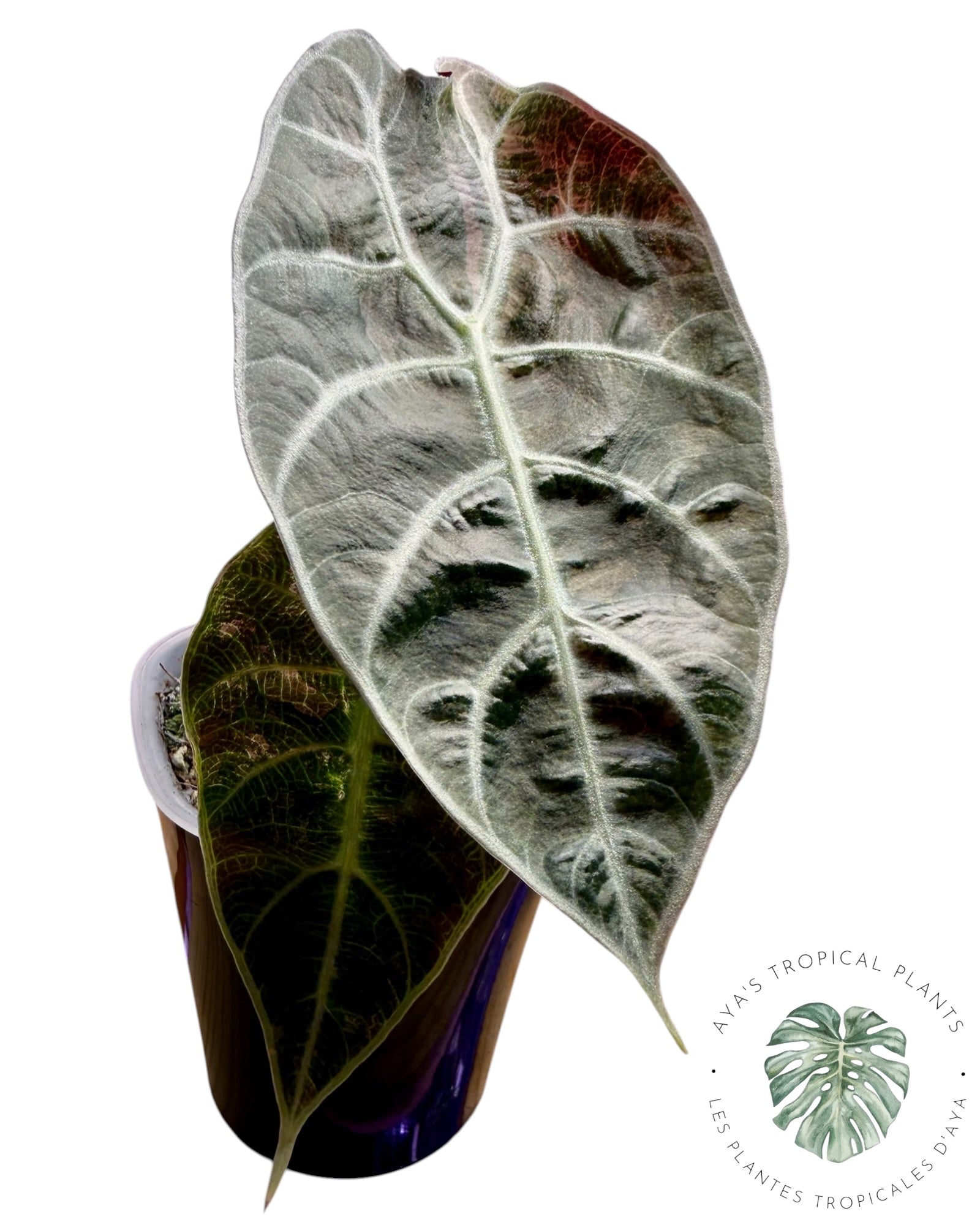 Alocasia Watsoniana Doff. Pink Variegated