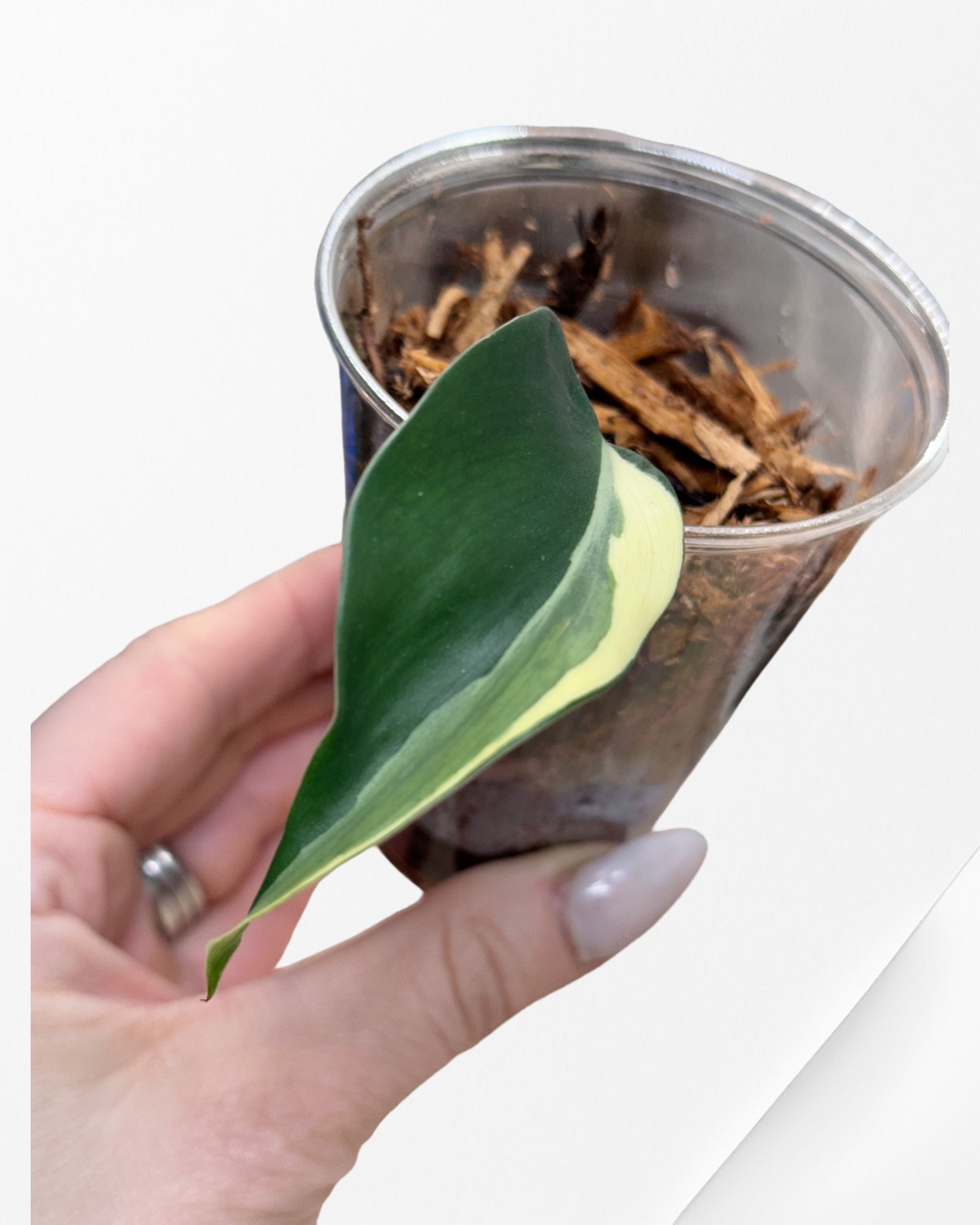 Philodendron Hederaceum 'Rio'-3021