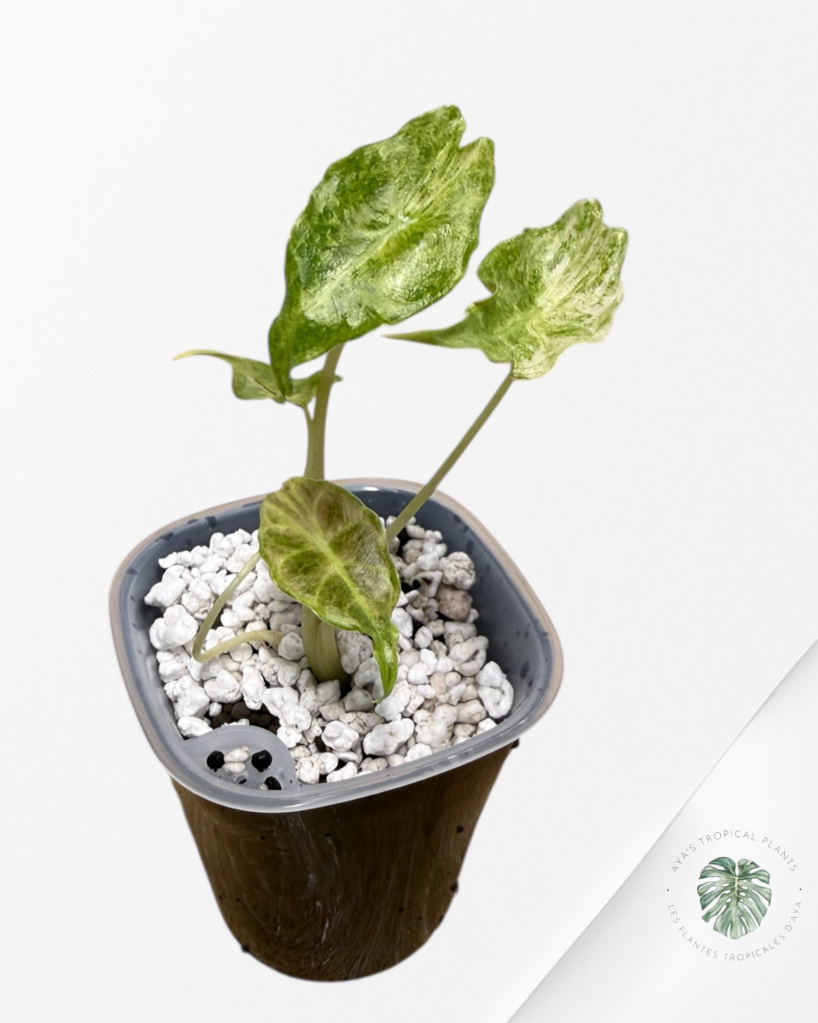 Alocasia Black Saturn 'Stardust' Variegated