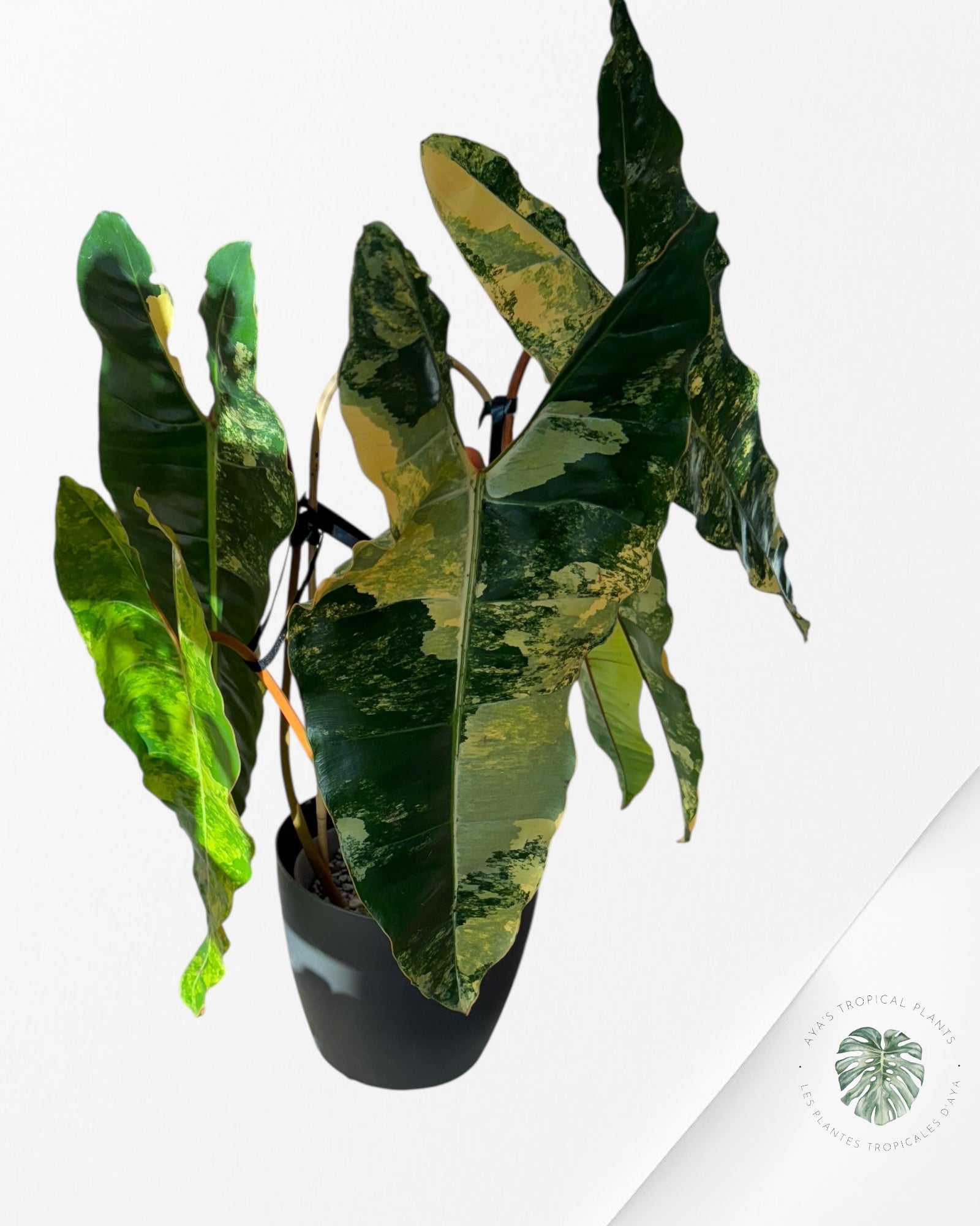Philodendron Billietiae Variegated-C (XXL)