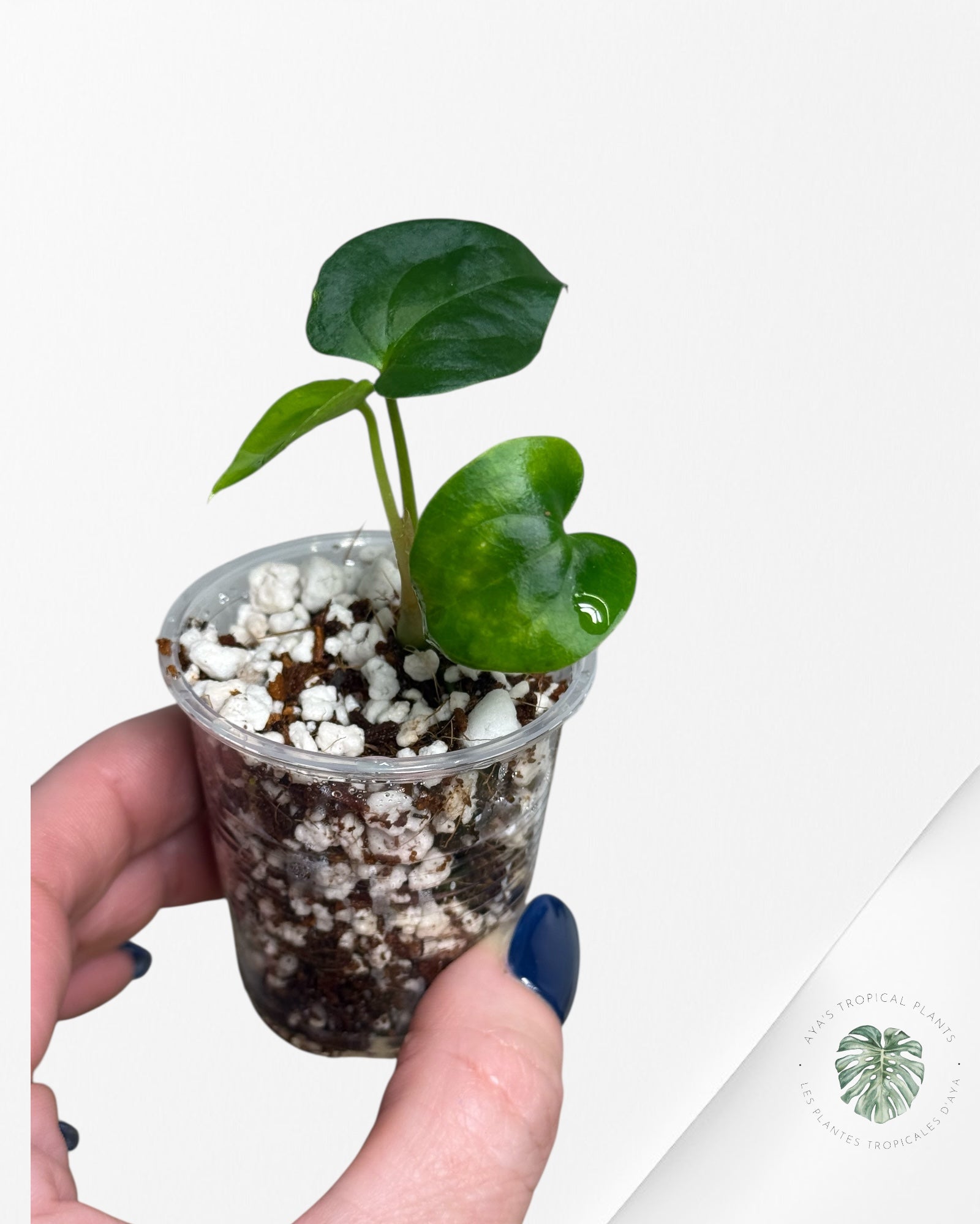 Anthurium Black Magic