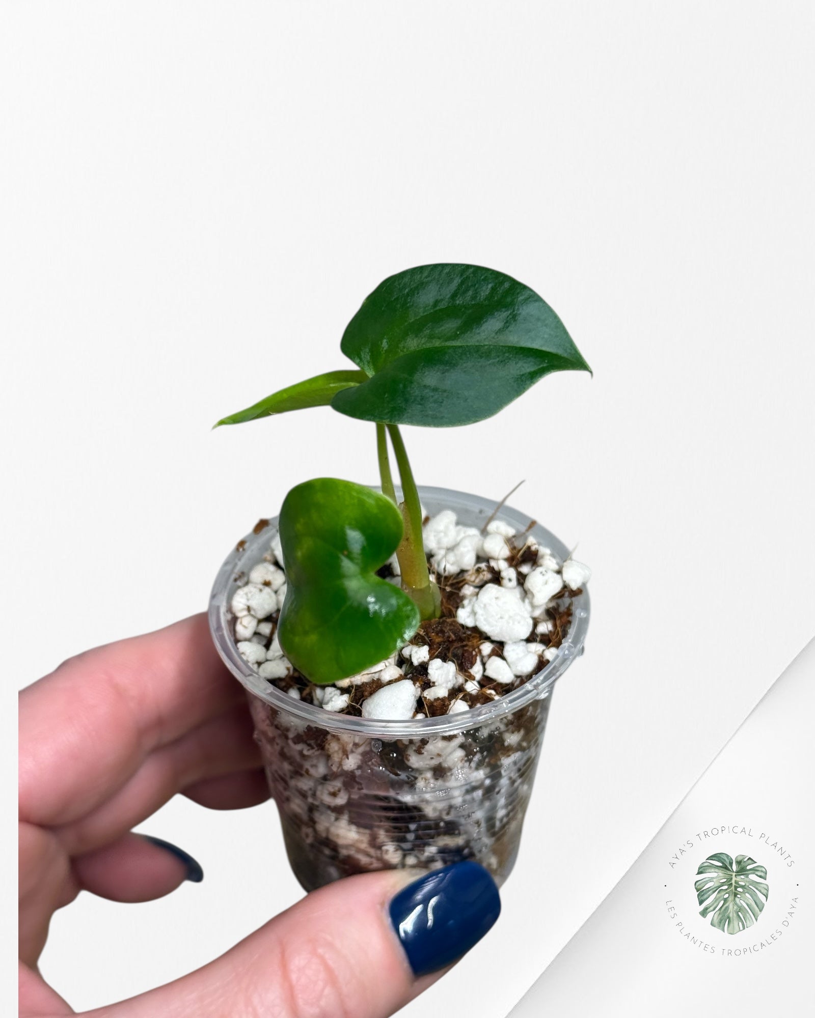 Anthurium Black Magic