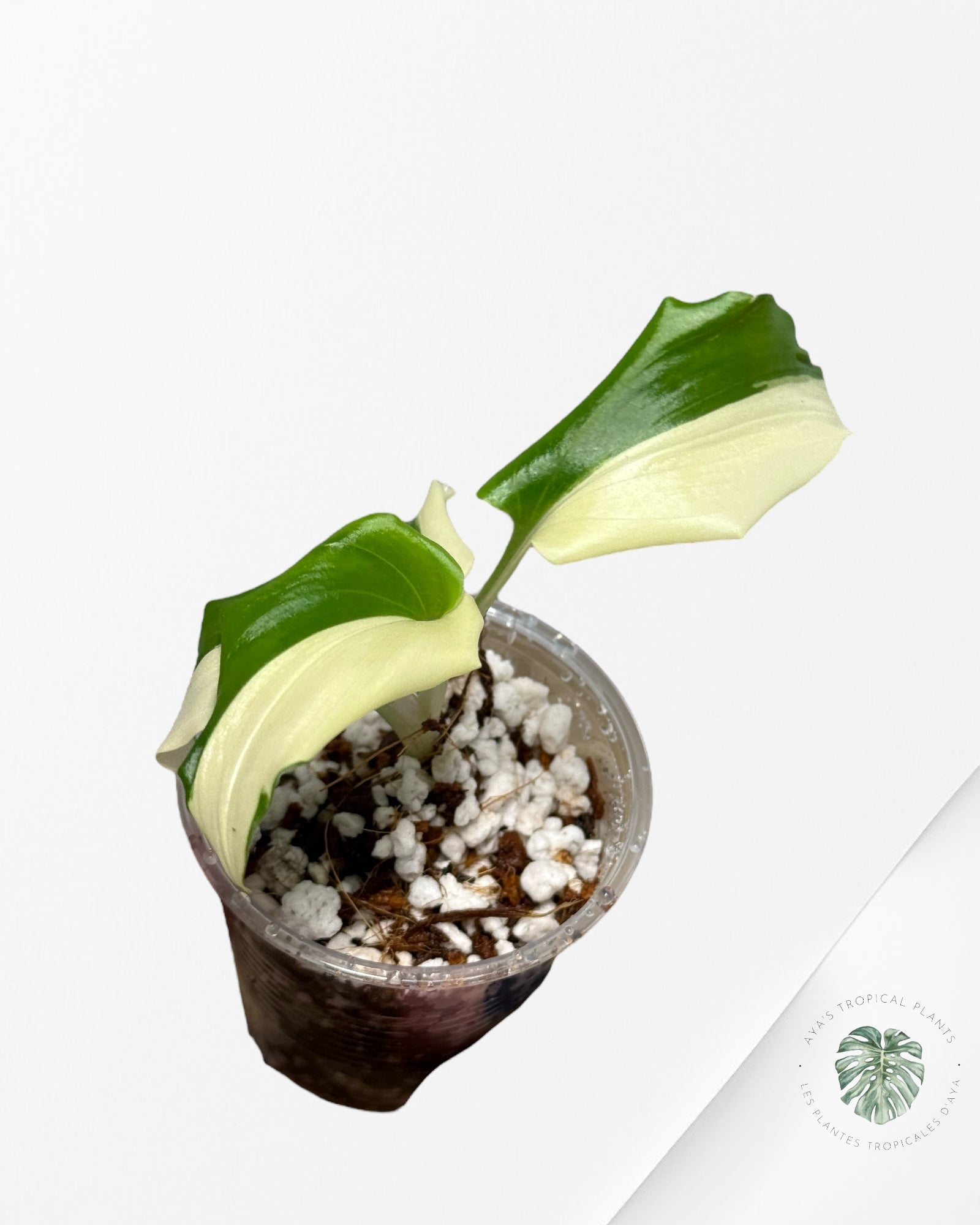 Kaempferia sp. 'Variegated