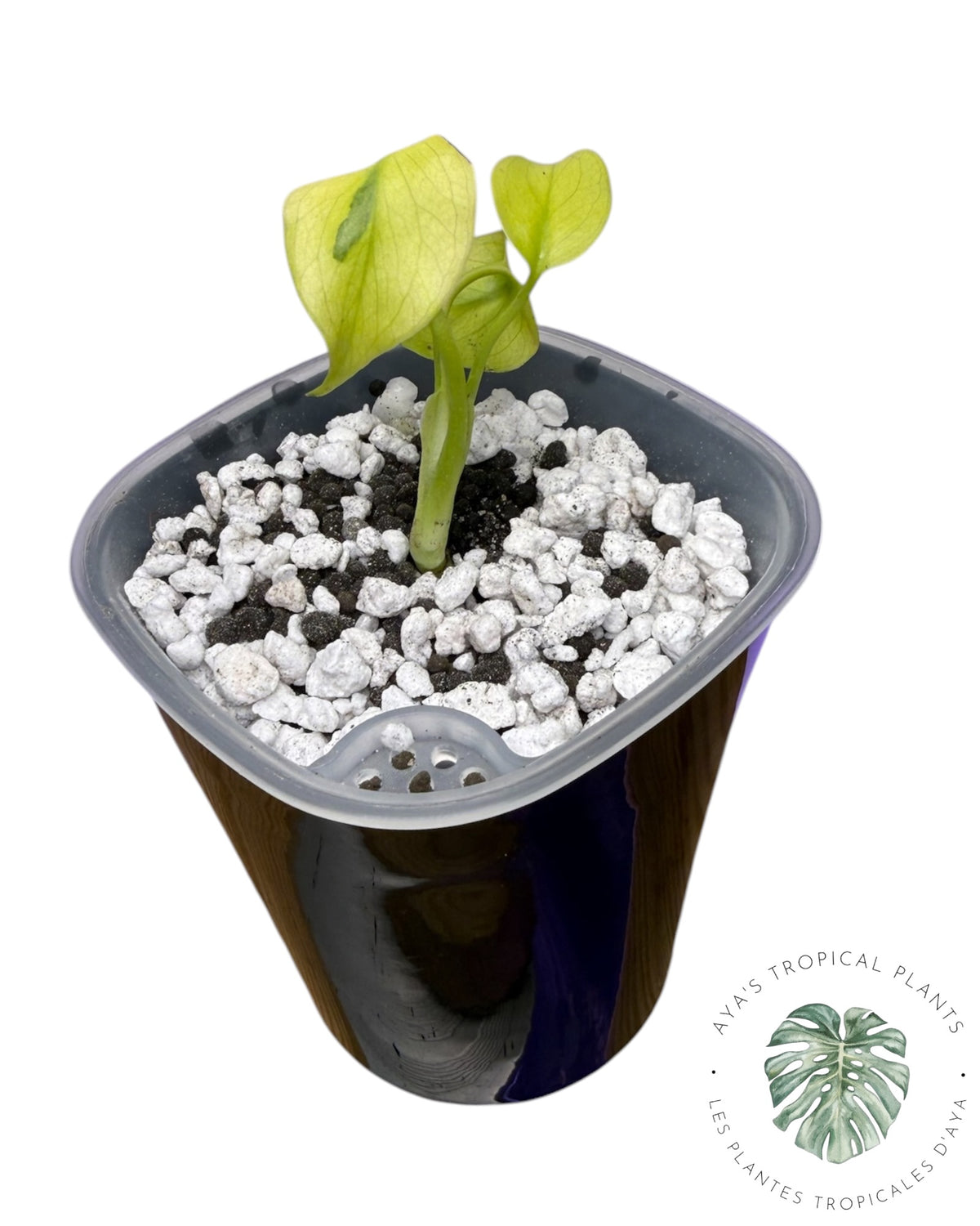 Monstera mélancolie