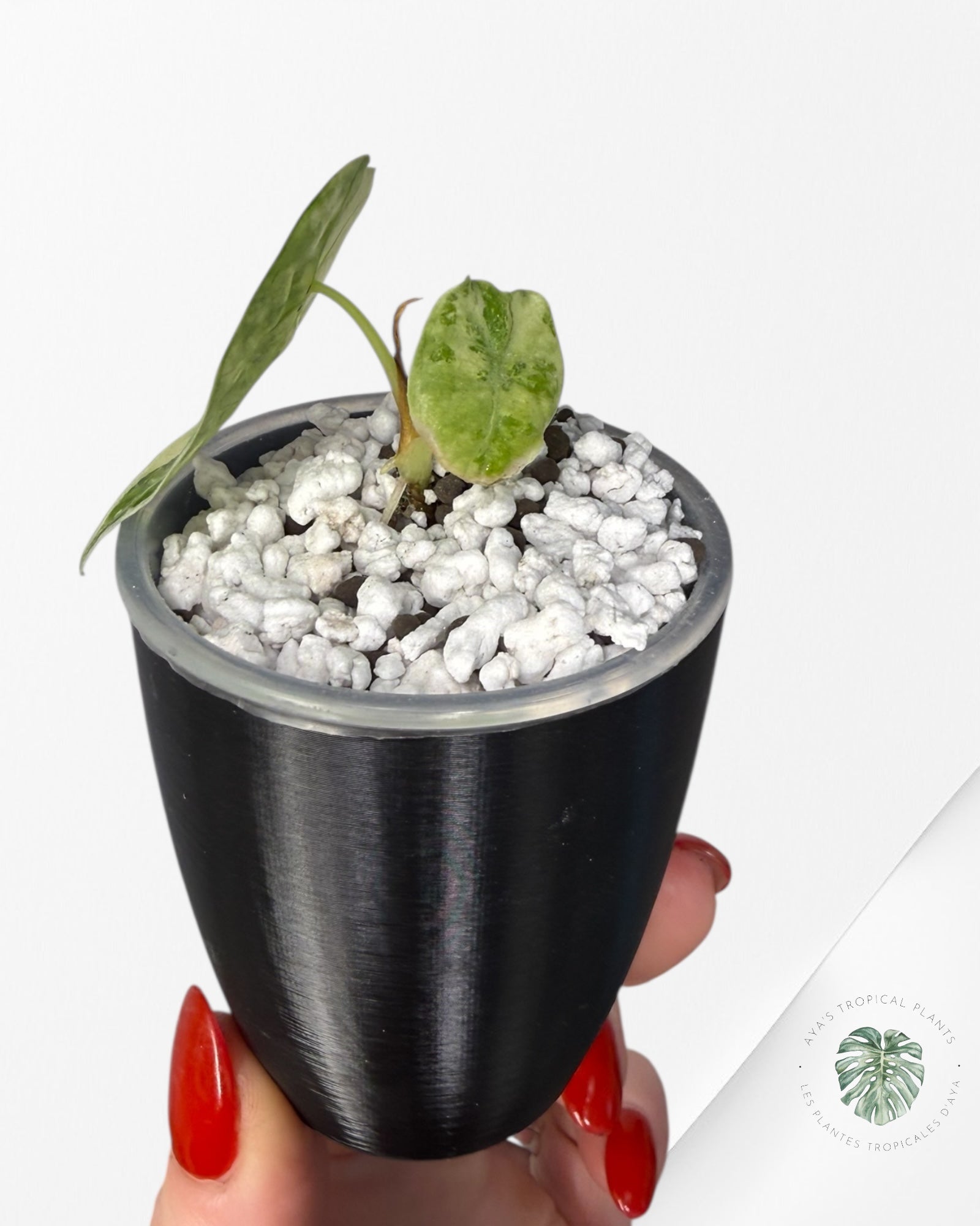 Alocasia Watsoniana Doff. Pink Variegated