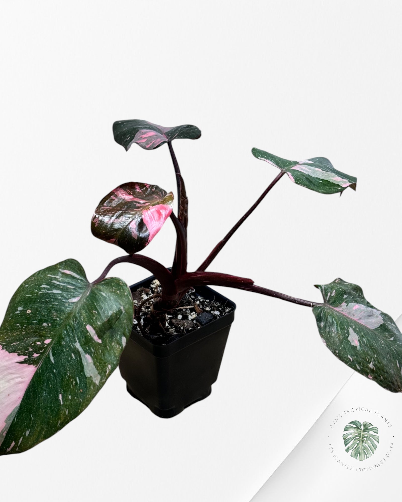 Philodendron Pink Galaxy-JA02