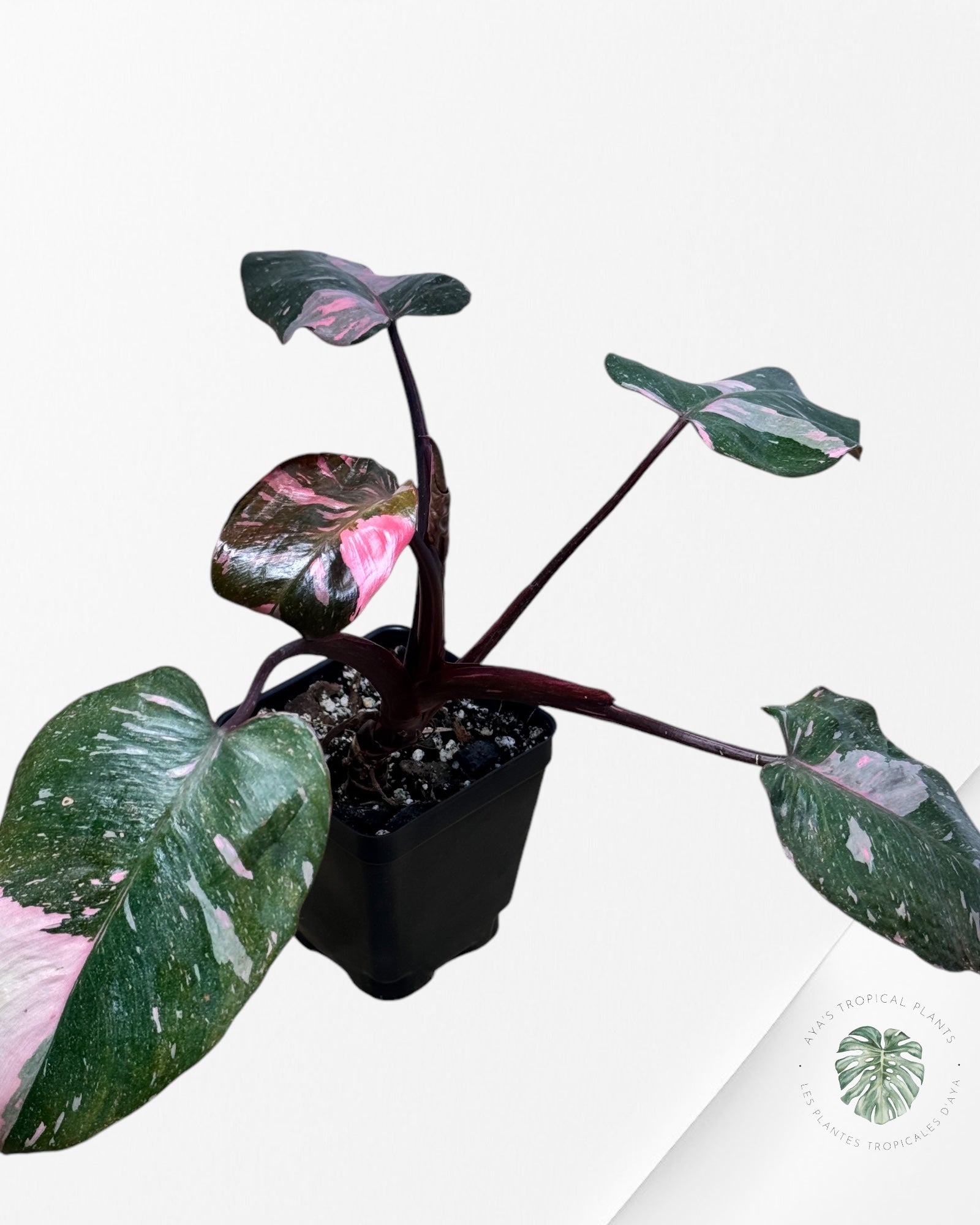 Philodendron Pink Galaxy-JA02