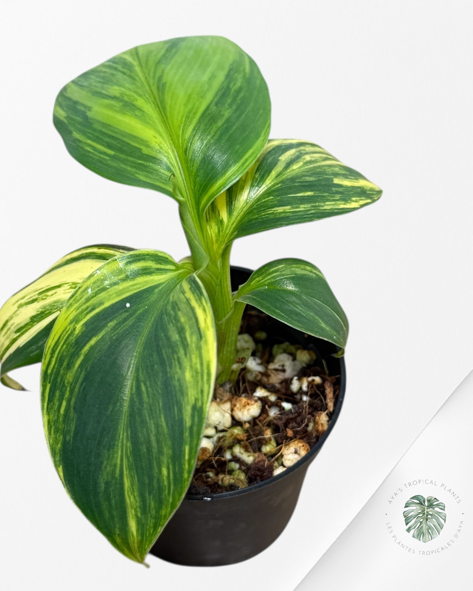 Banana Tree (Aurea) Variegated - 24B