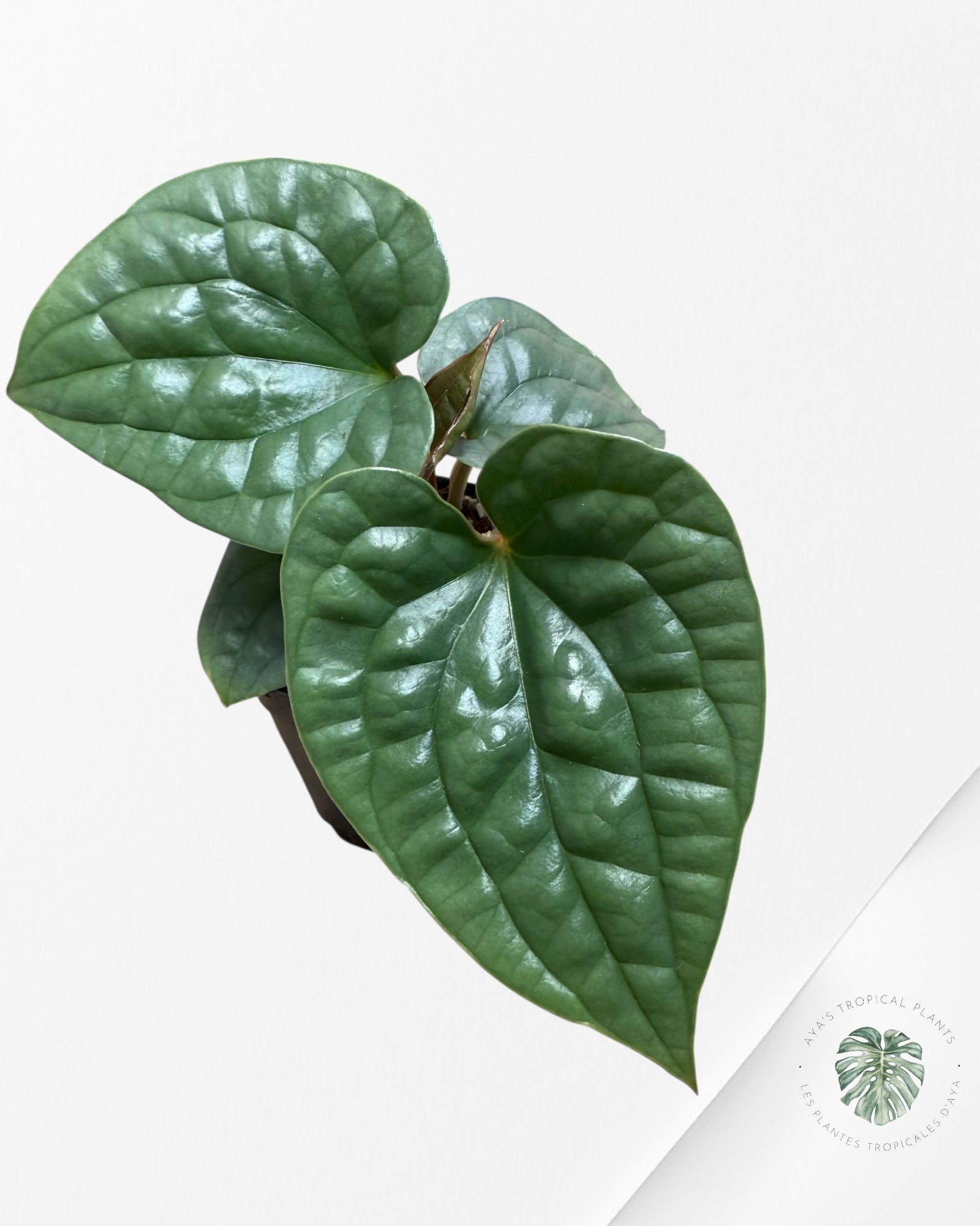 Anthurium luxurians 'Platinum' C