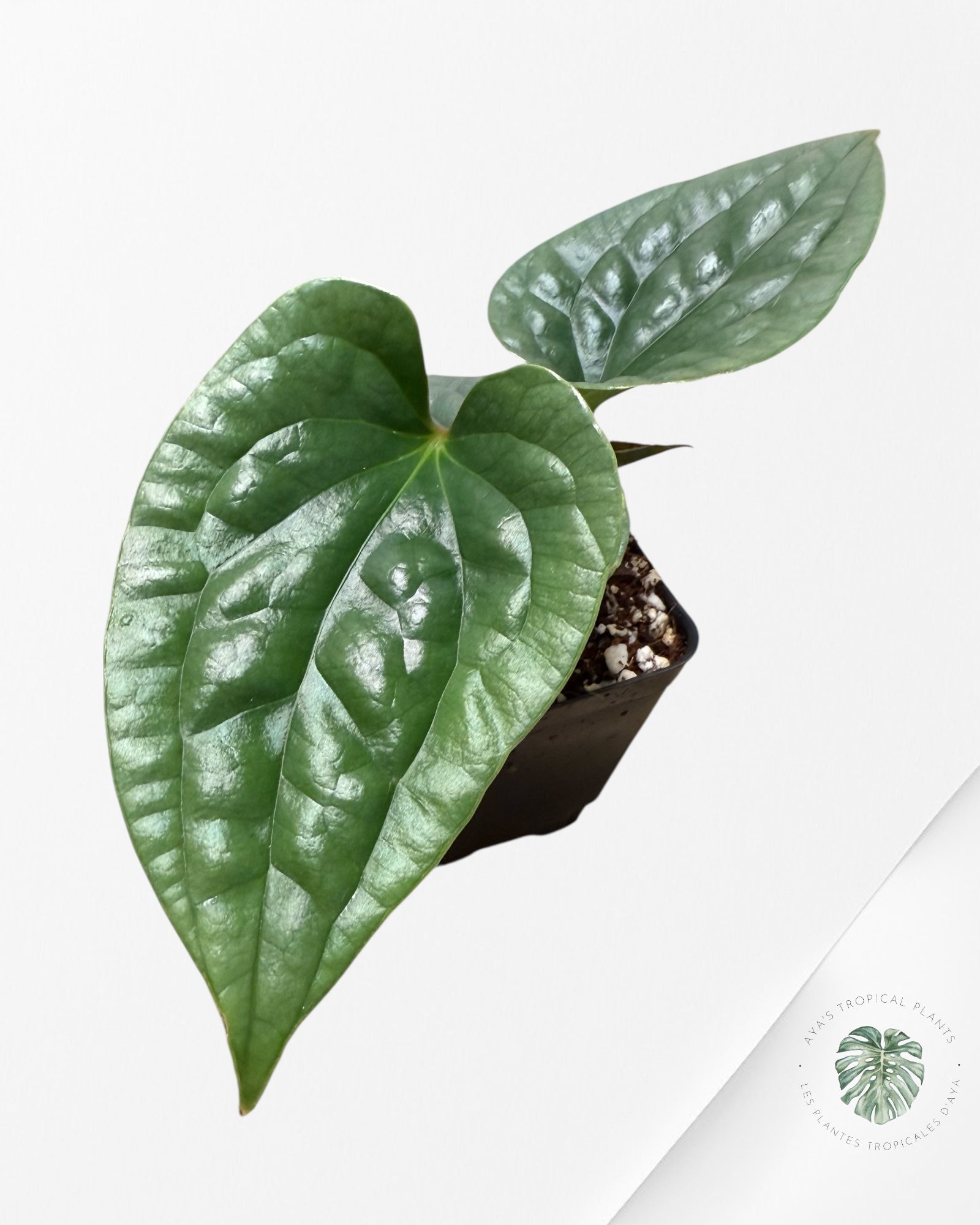Anthurium luxurians 'Platinum' B
