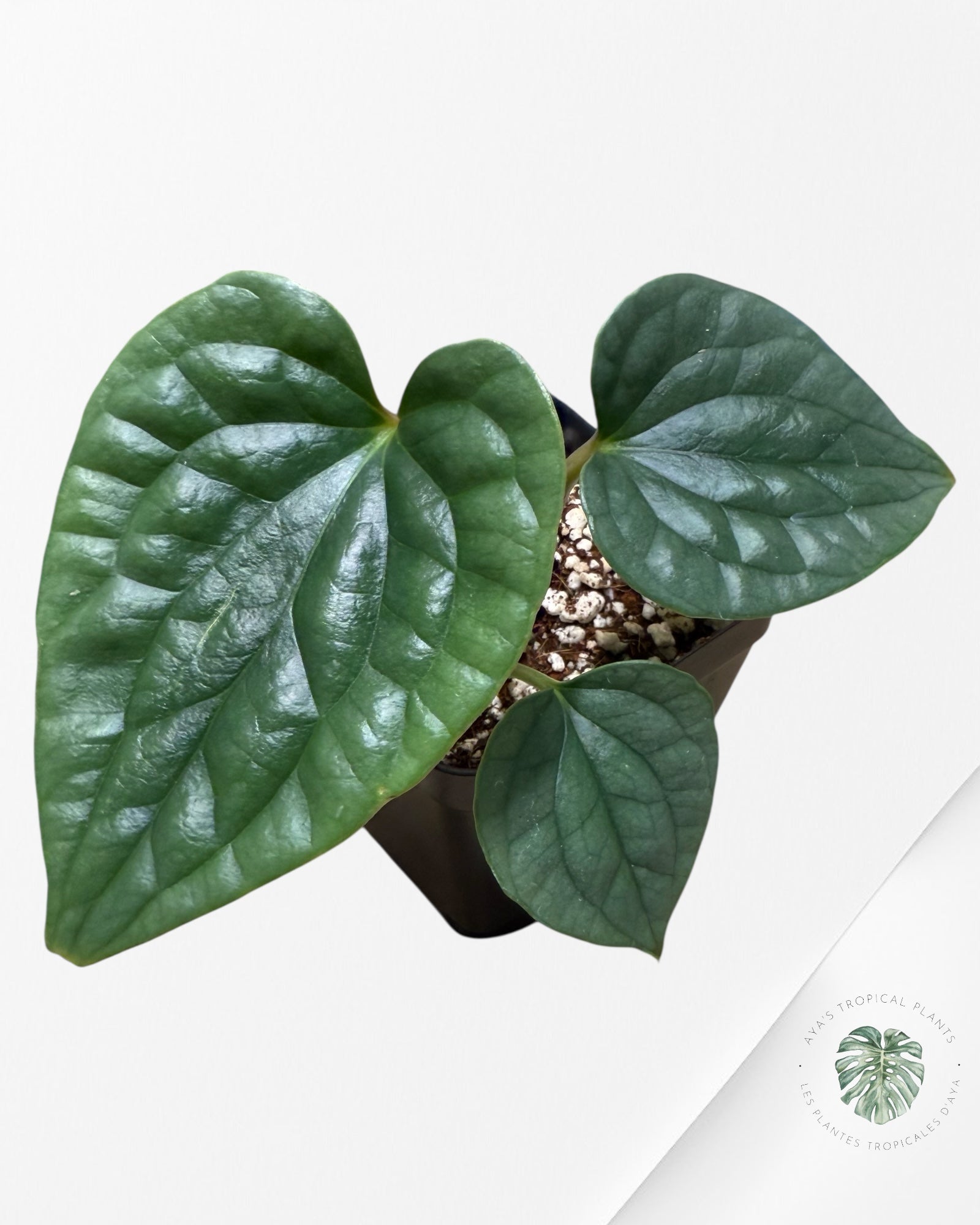 Anthurium luxurians 'Platinum' D