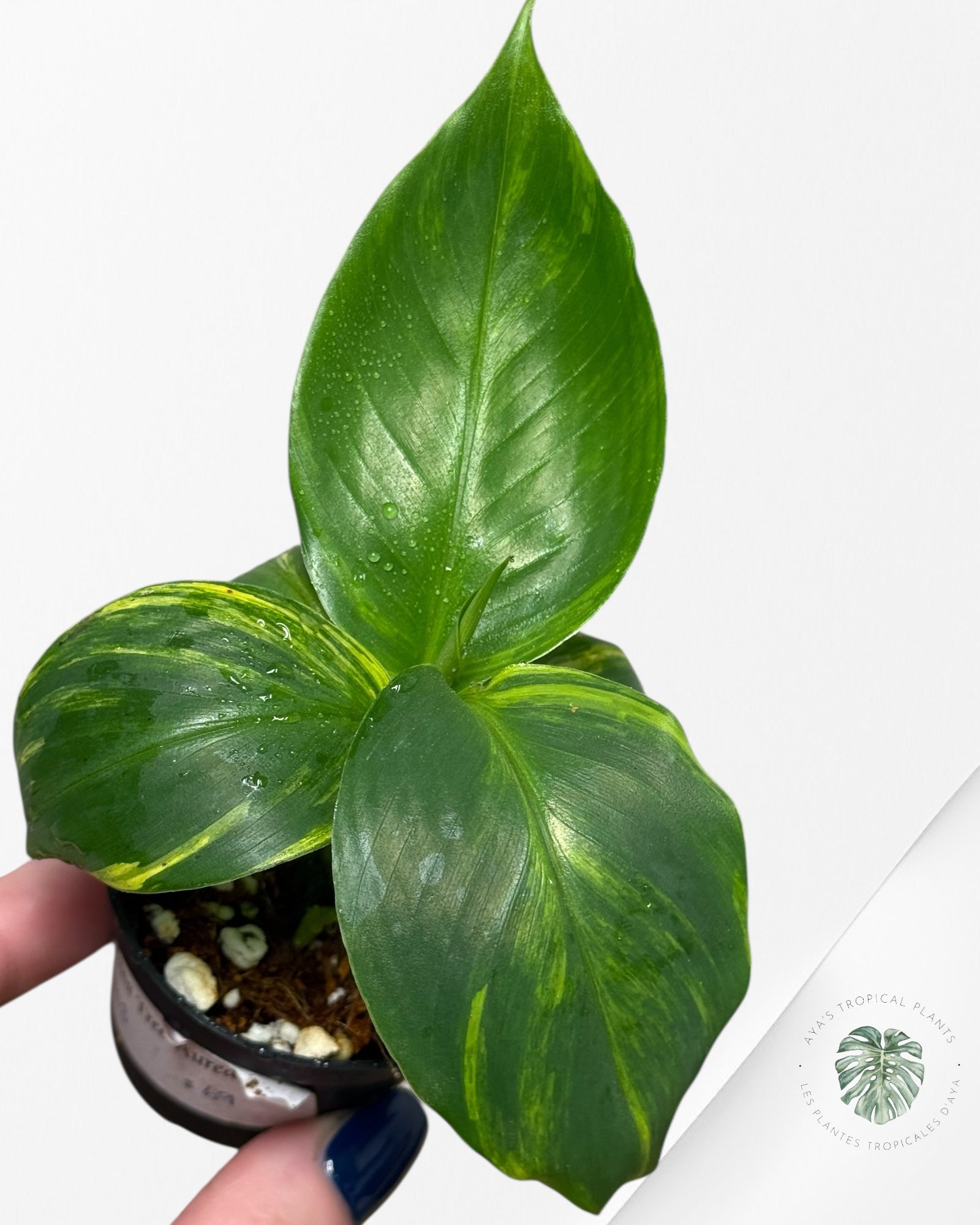 Banana Tree (Aurea) Variegated - TC3