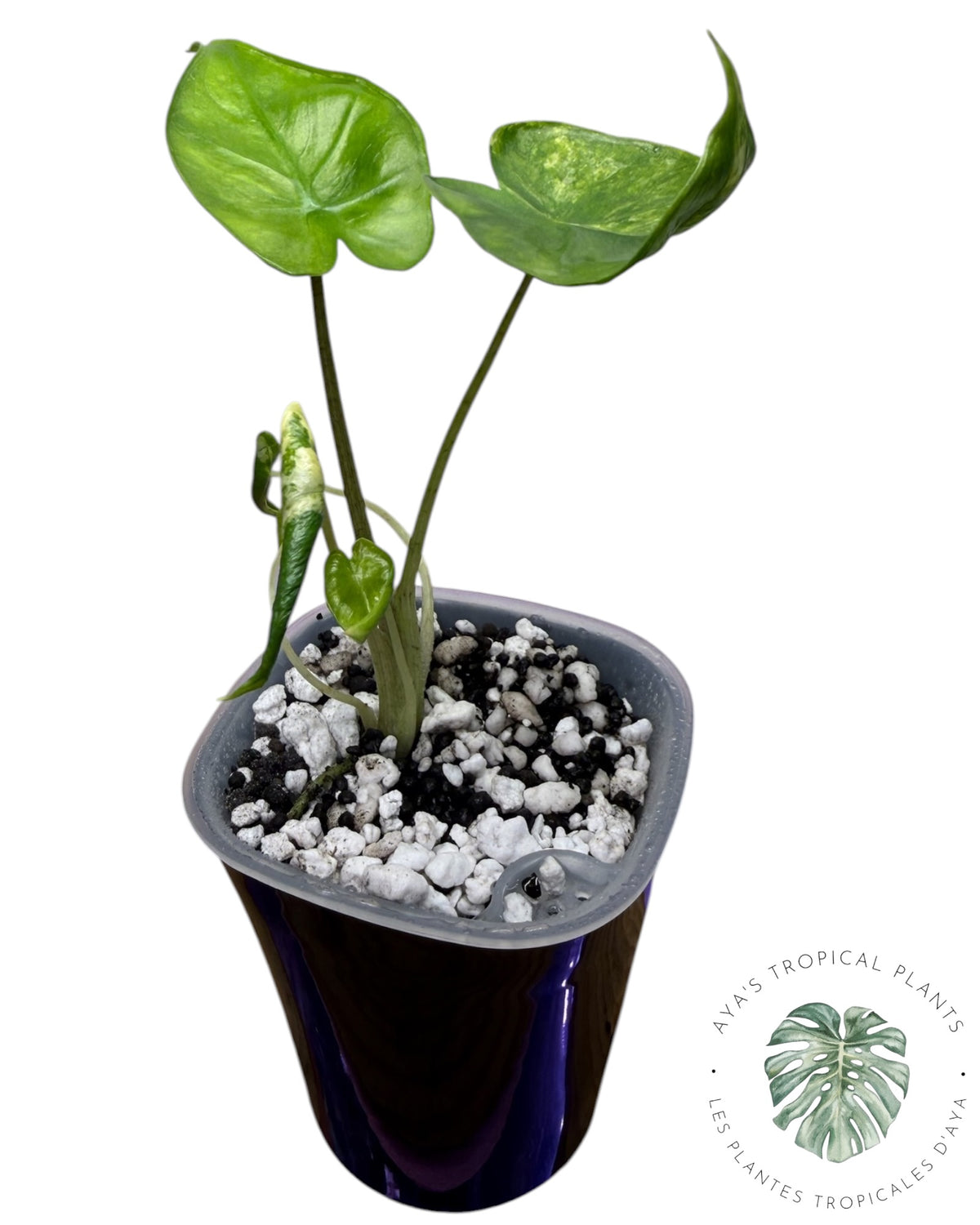 Alocasia Macrorrhizos ‘Shock Treatment’ Aurea Panaché