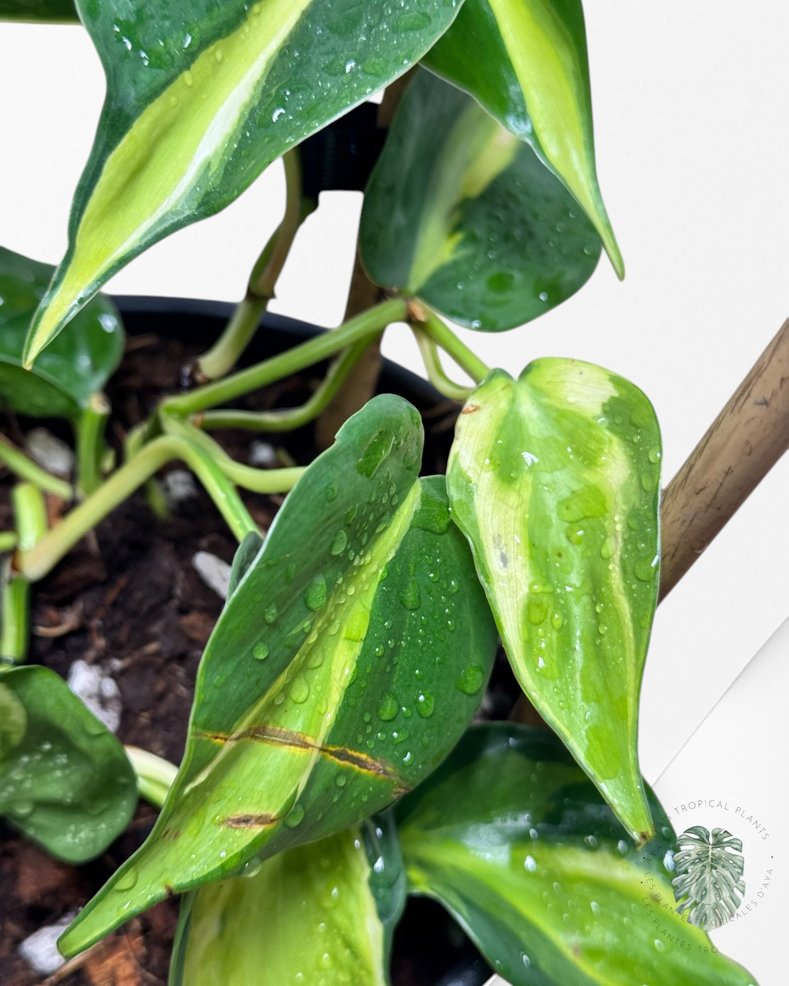 Philodendron Cream Splash ( pole included)-A